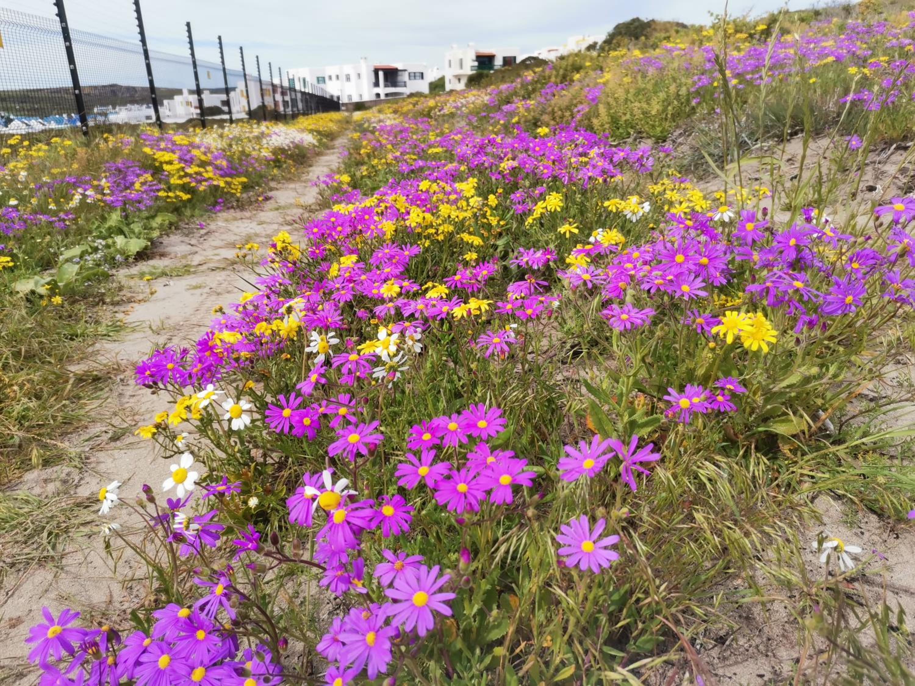 Langebaan Paradise Beach 9 Elara