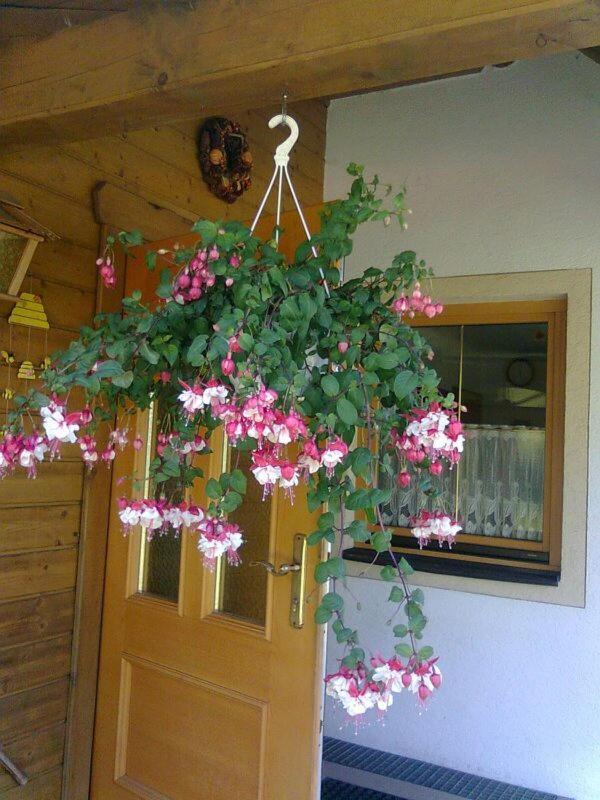 Appartement Pension Grasser