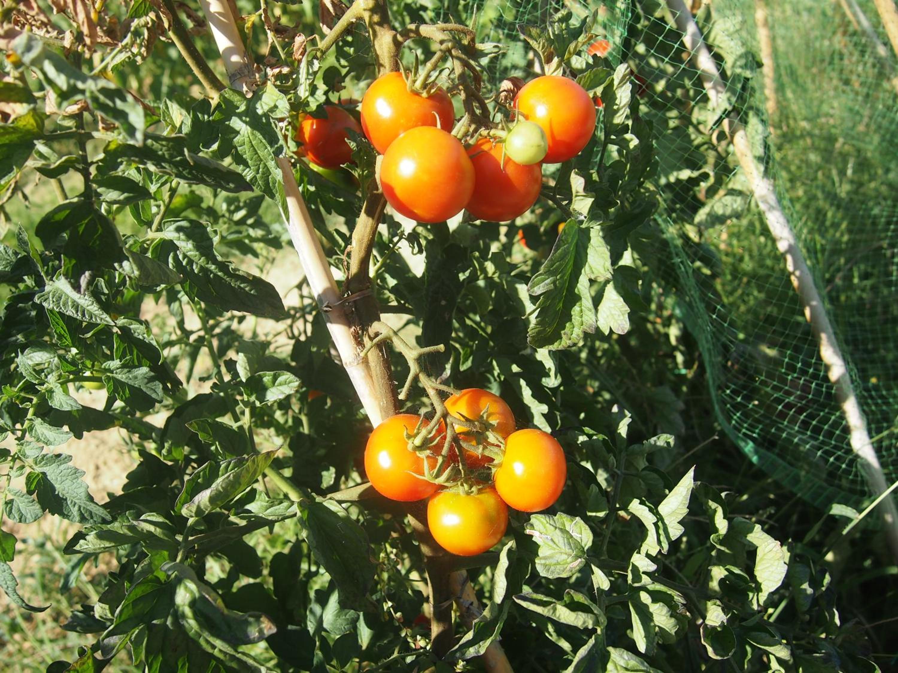 Photo 21