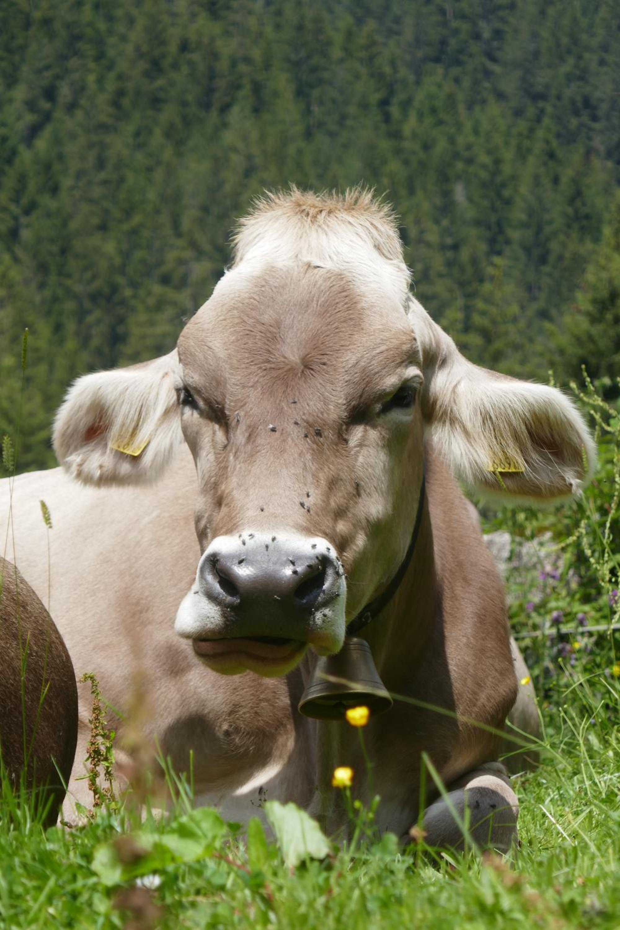 Hof im Feld