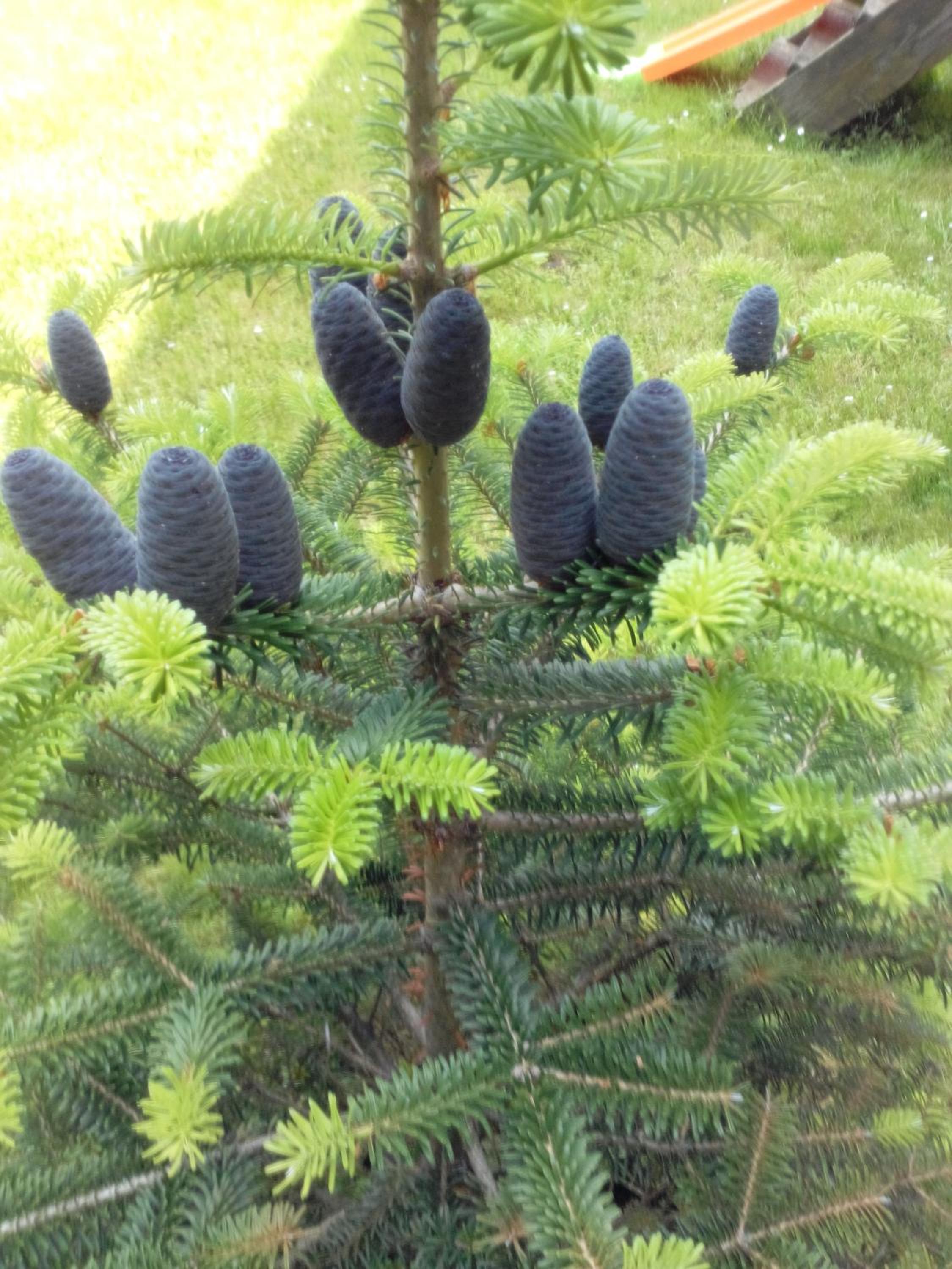Photo 42