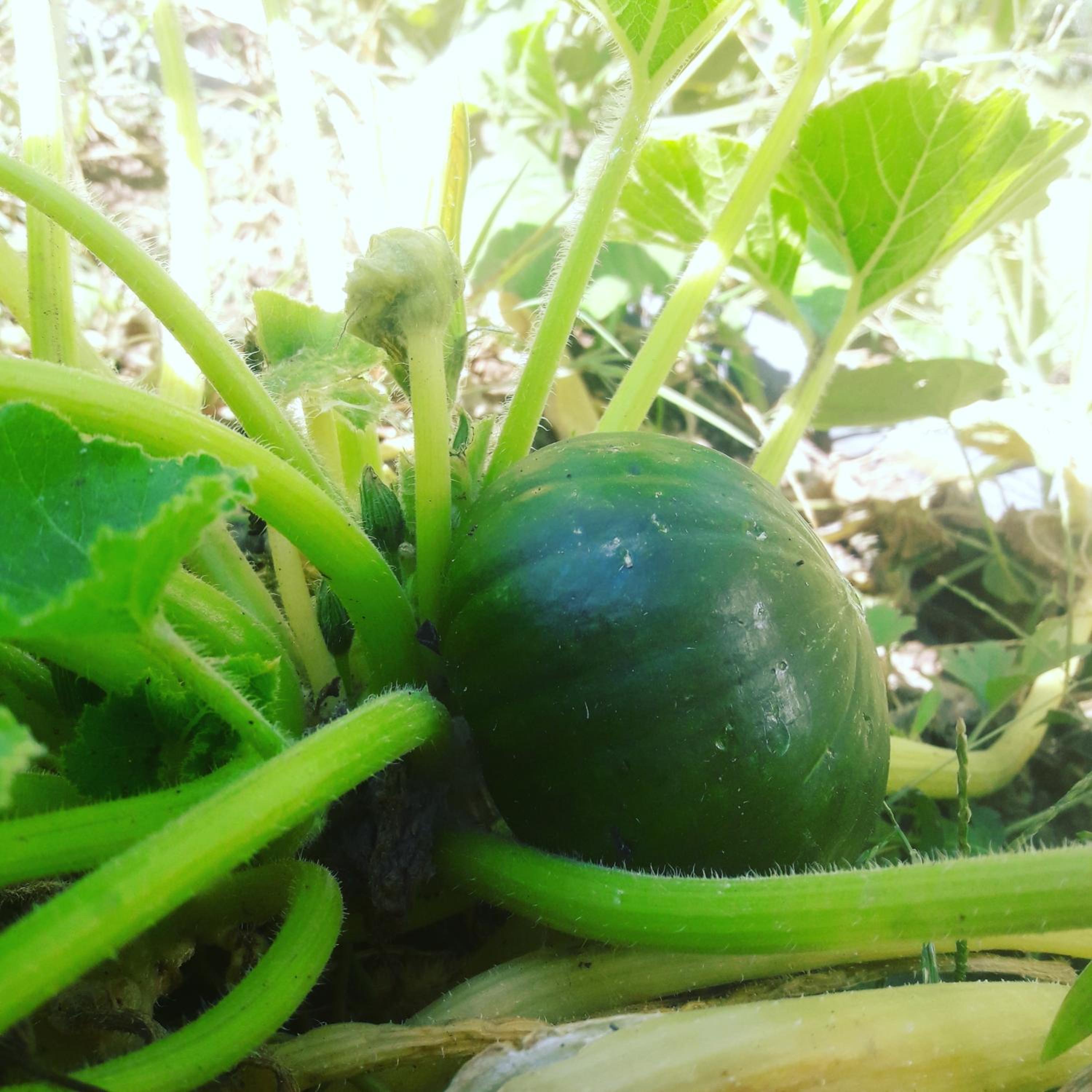Altos del Pucara Piscina Climatizada vista a las sierras juegos Huerta Orgánica
