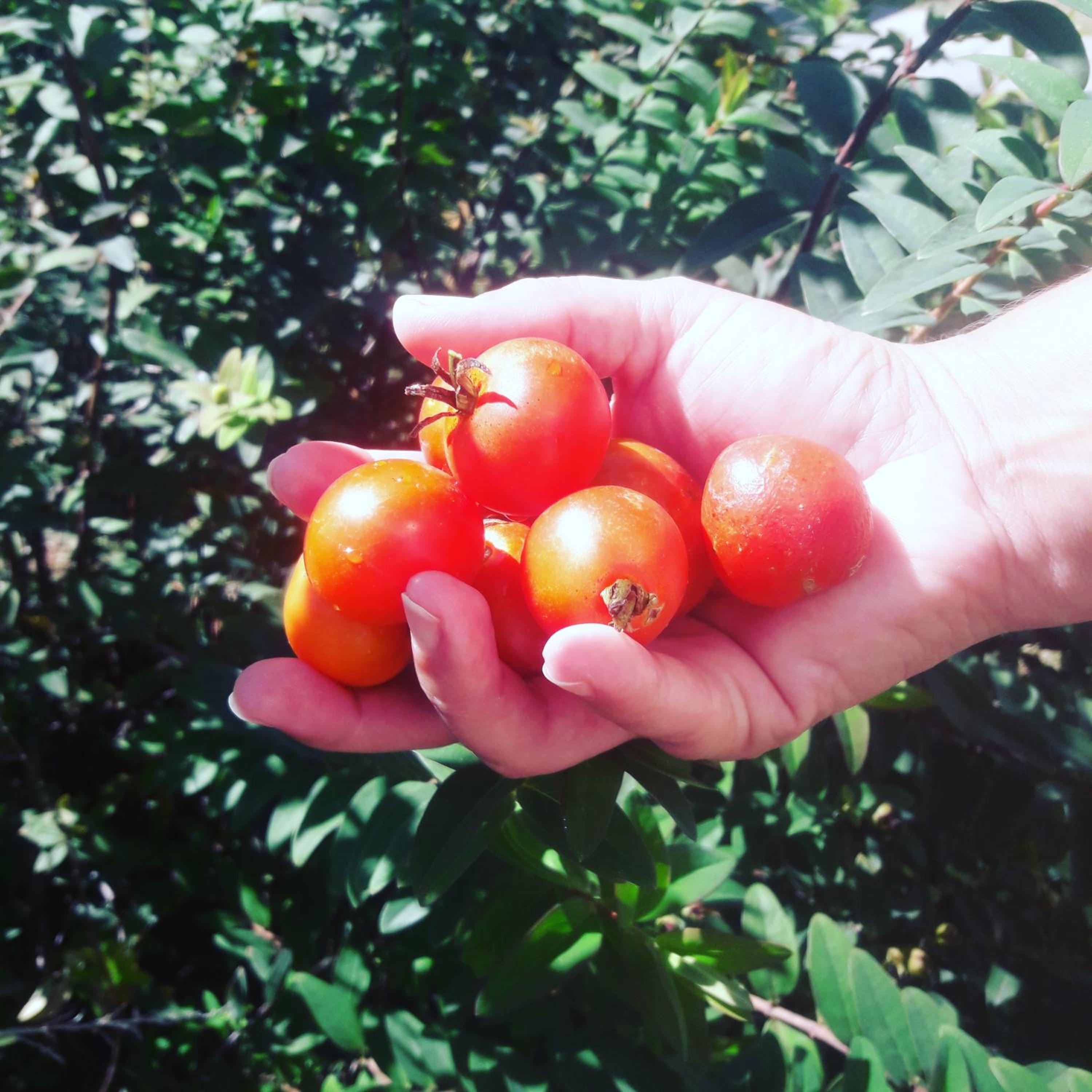 Altos del Pucara Piscina Climatizada vista a las sierras juegos Huerta Orgánica