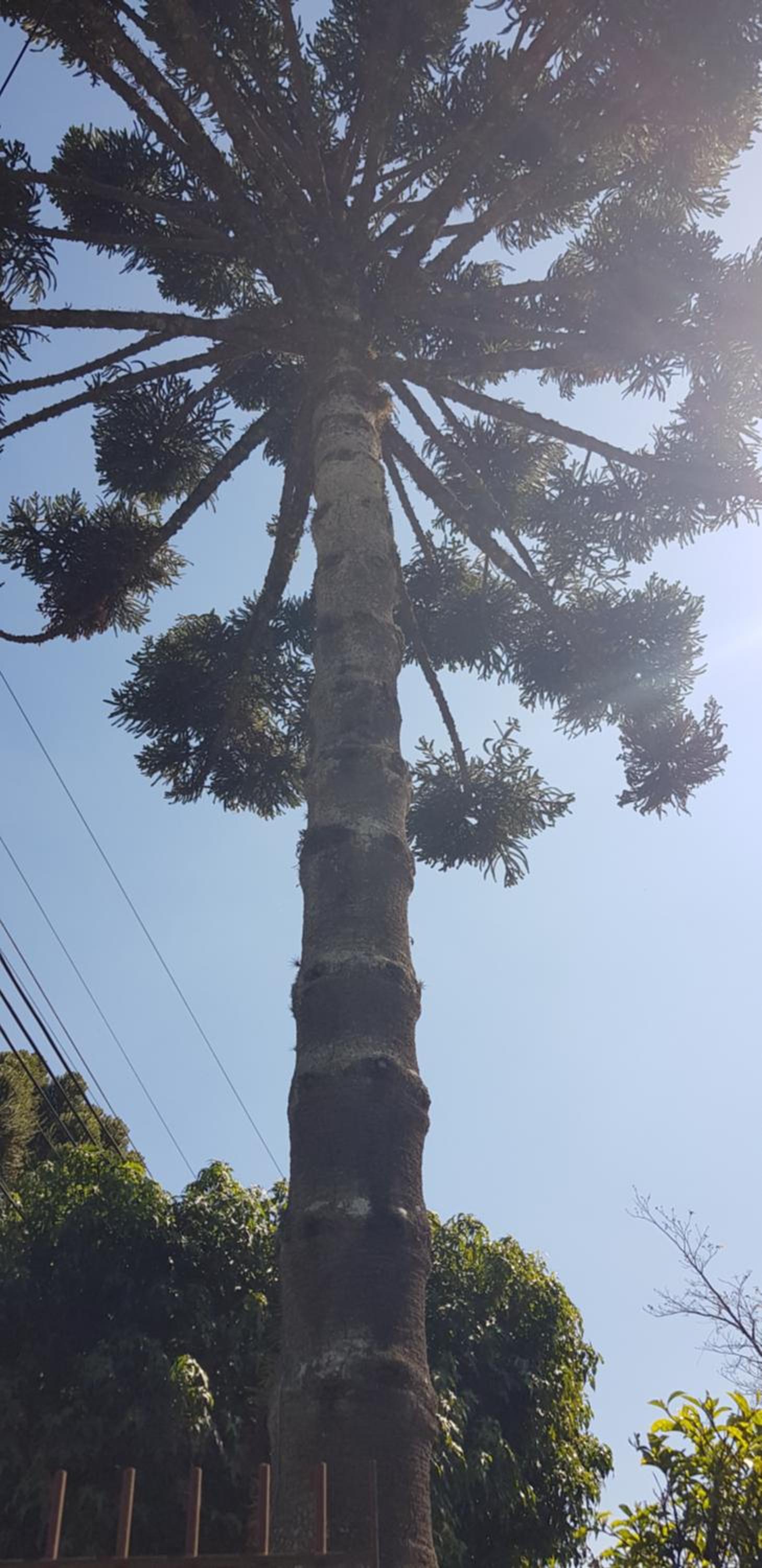 Recanto do Sonho em Campos do Jordão
