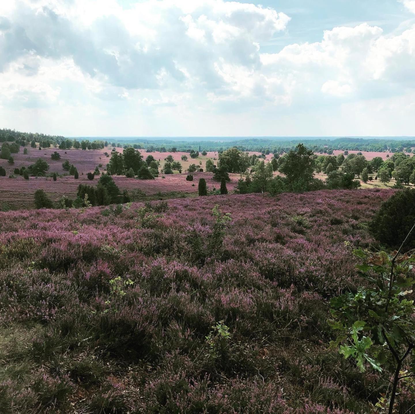 Ferienwohnung Heide View