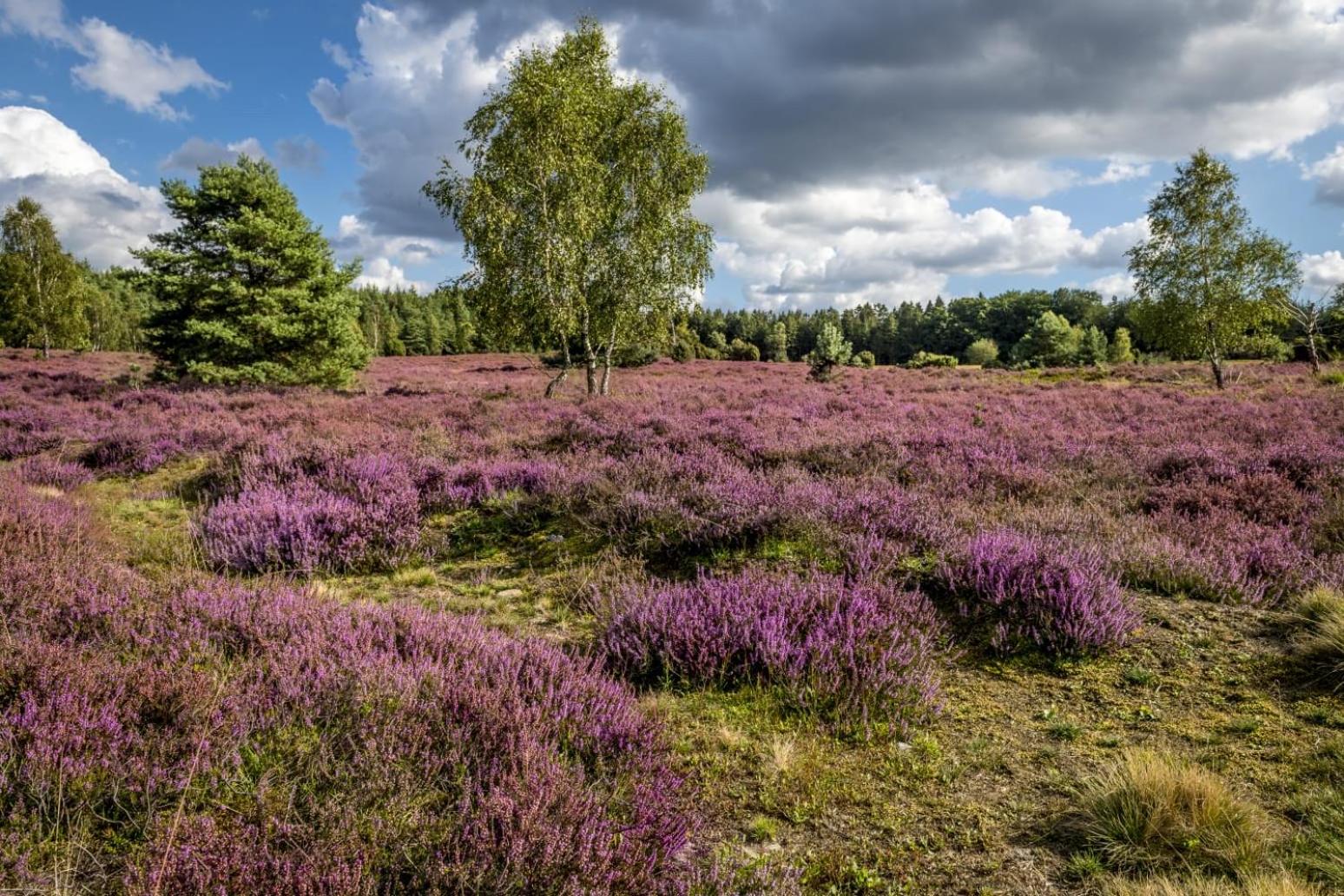 Ferienwohnung Heide View