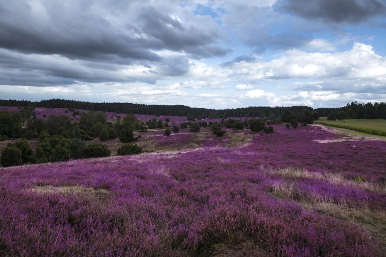 Ferienwohnung Heide View