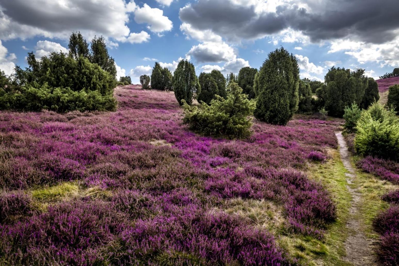 Ferienwohnung Heide View