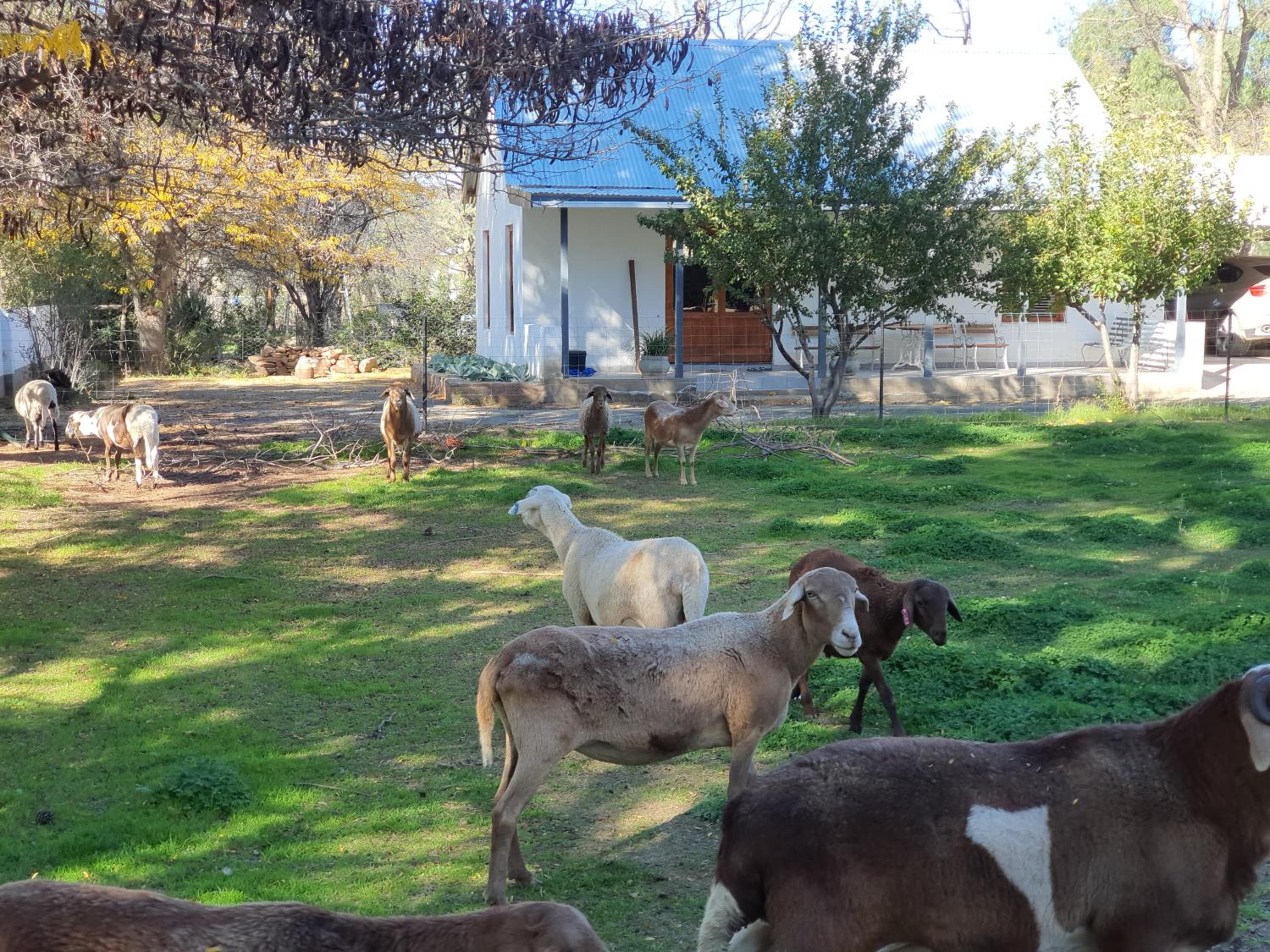 Shepherd's Cottage view 2