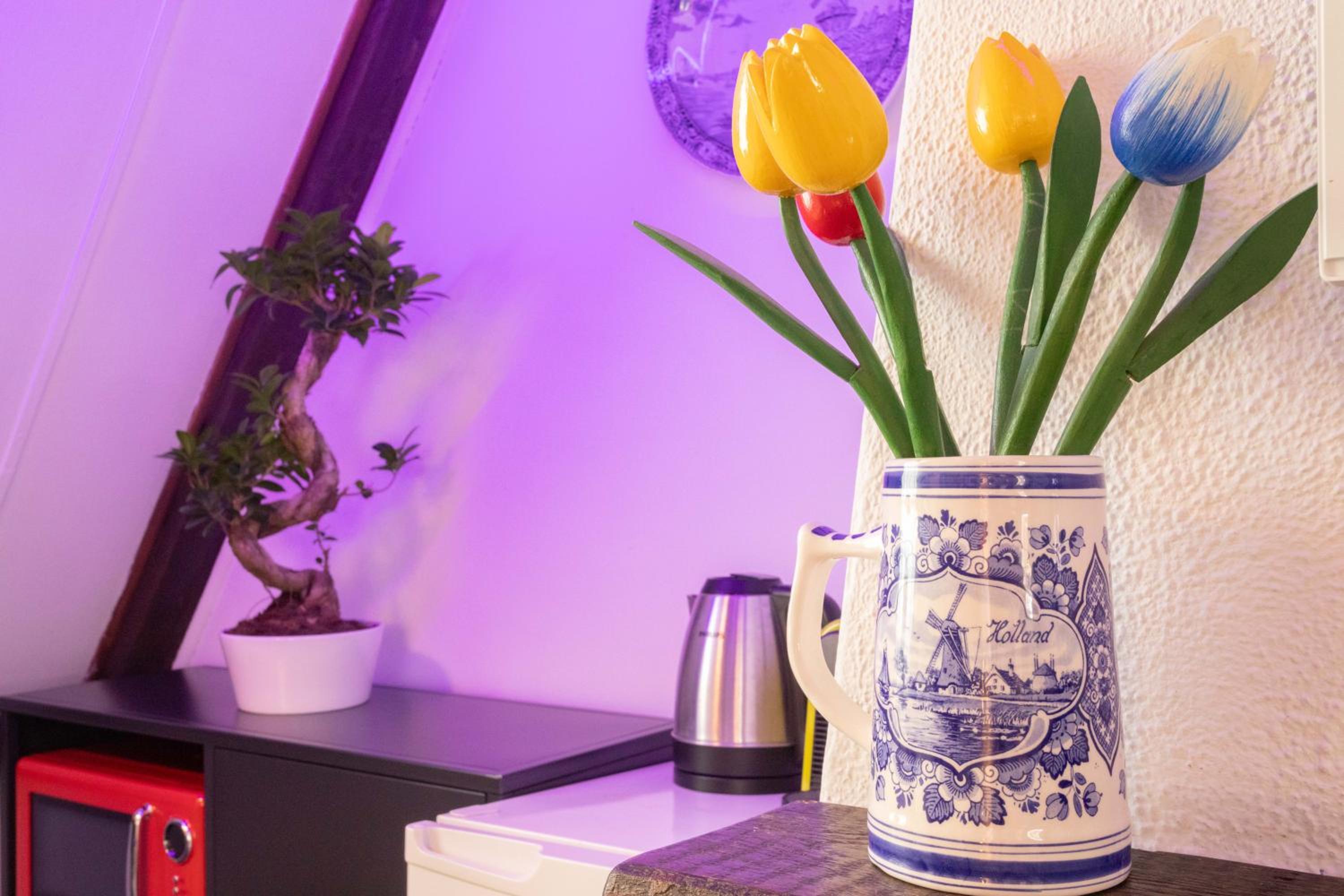 Tulip of Amsterdam