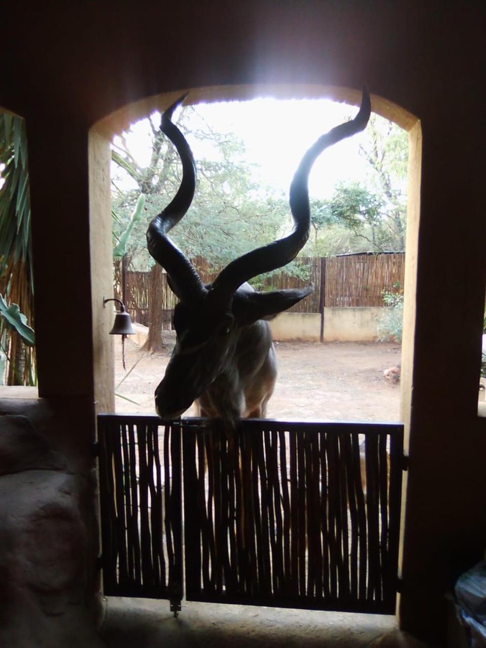 Kiburi Lodge @ Kruger, a secluded Bushveld getaway view 3