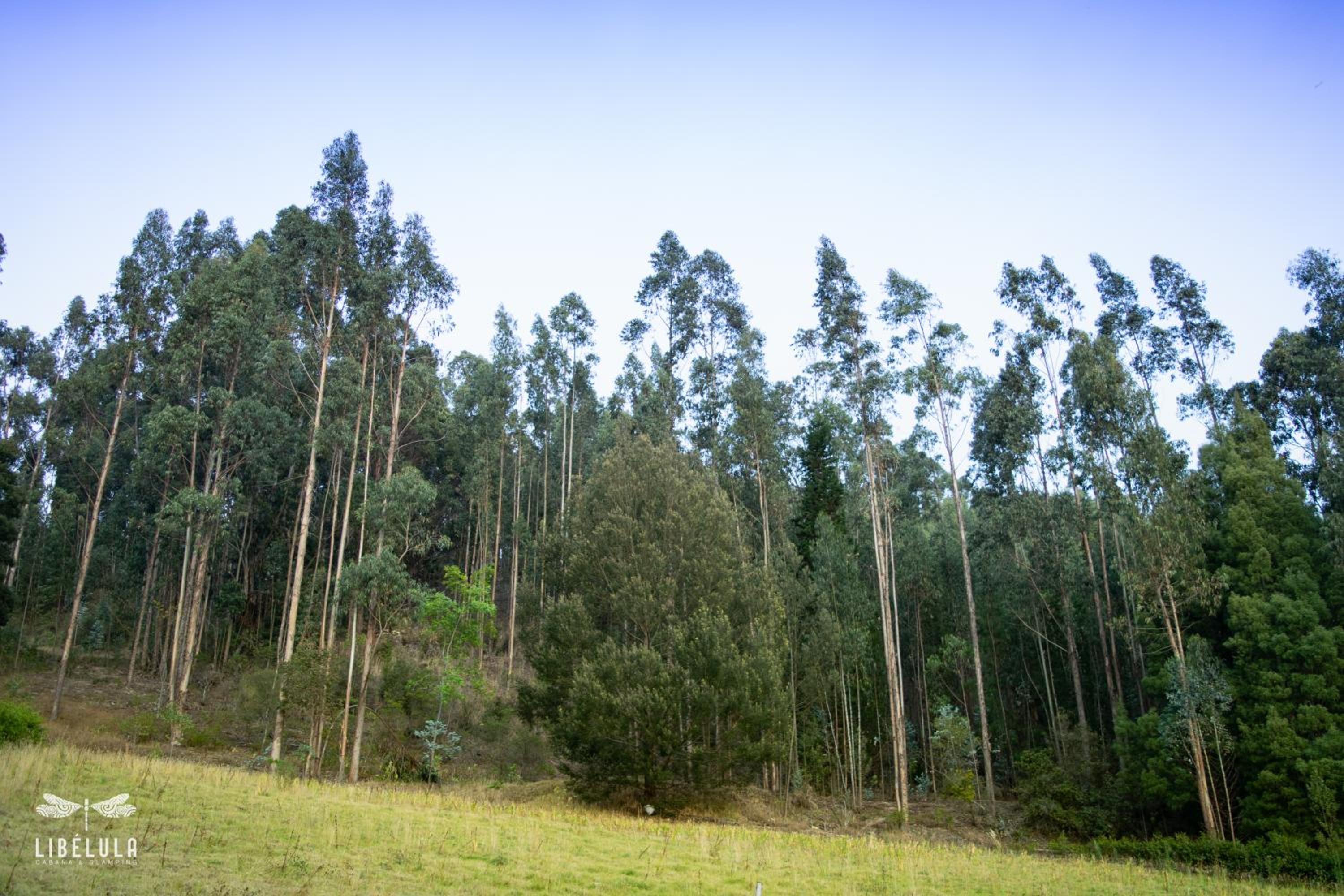 Photo 34