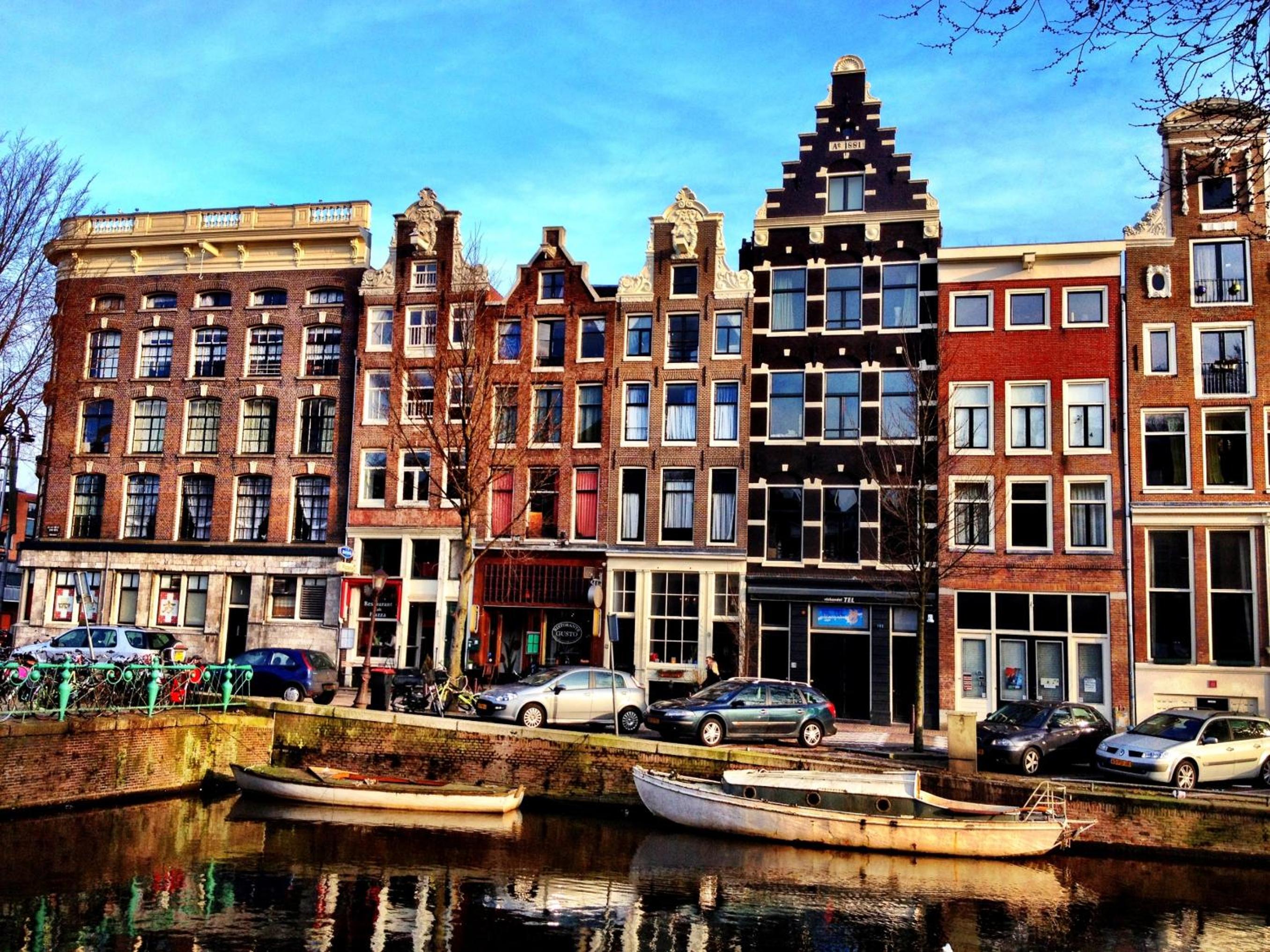 Tulip of Amsterdam