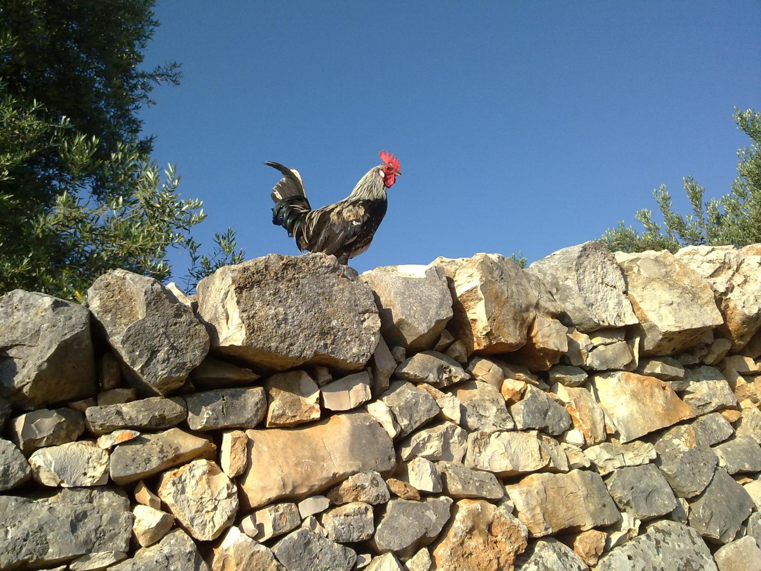 AGRITURISMO Masseria Spetterrata