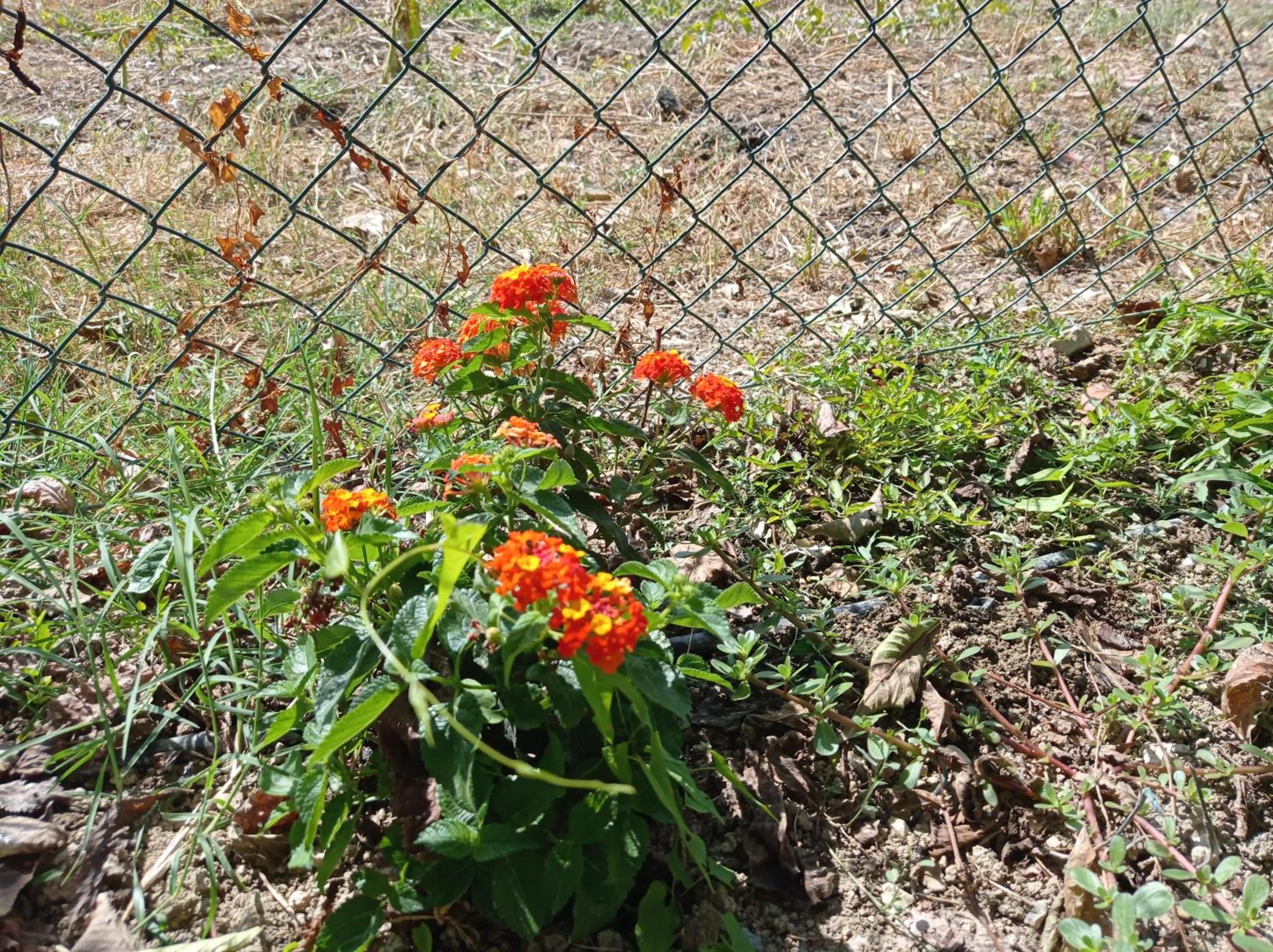 Photo 33