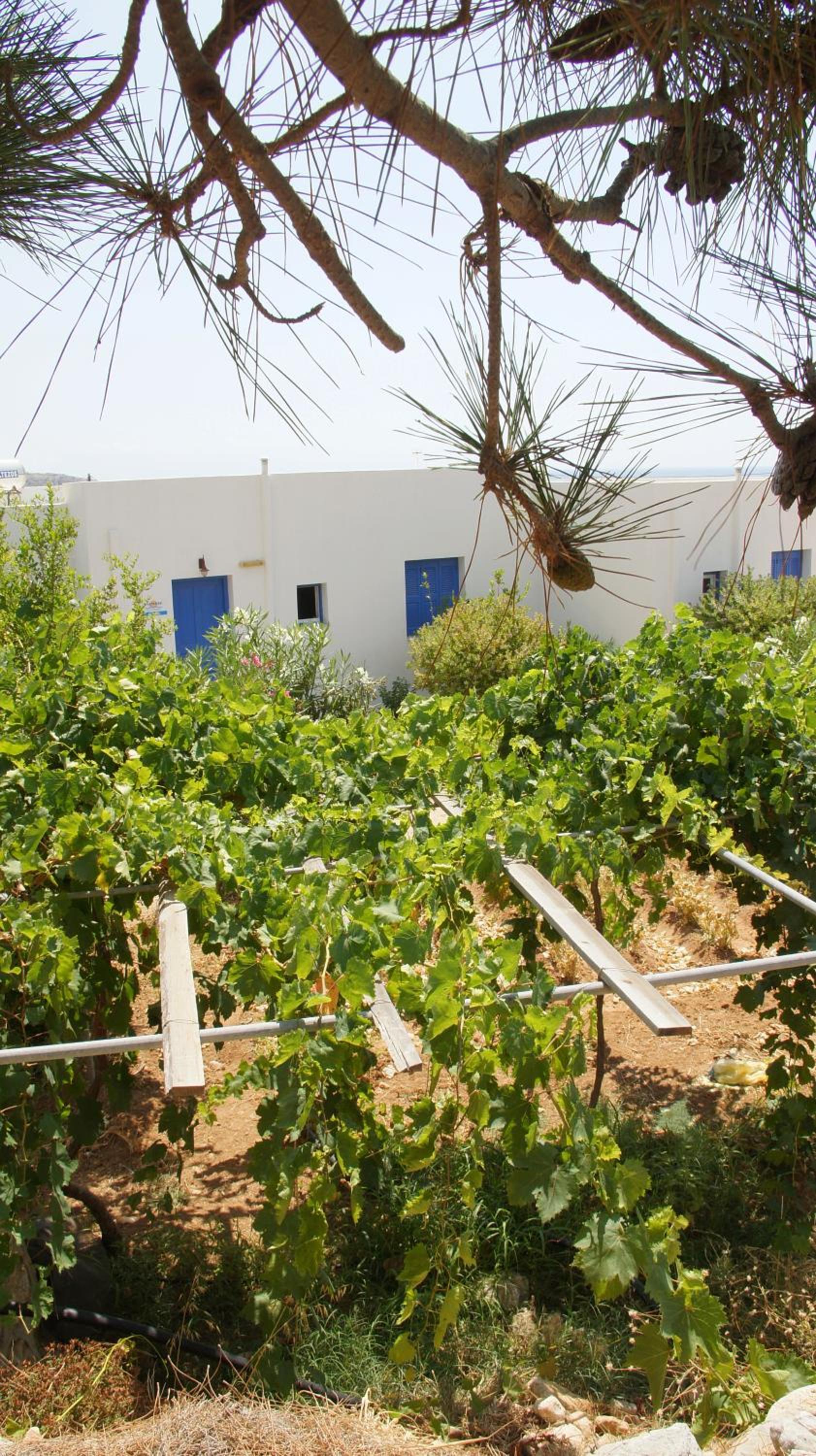 Pleiades Apartments photo 4