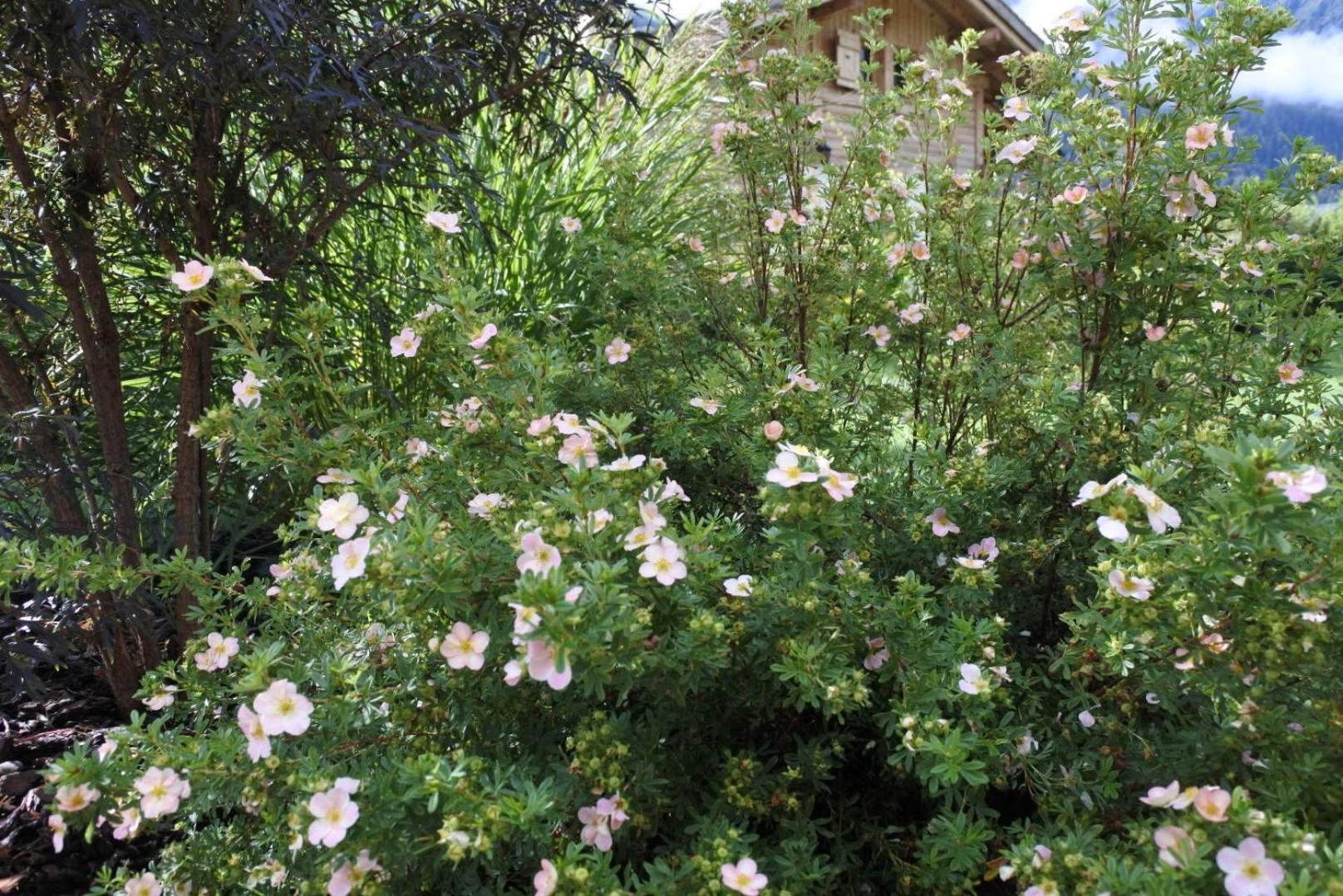 Photo 44