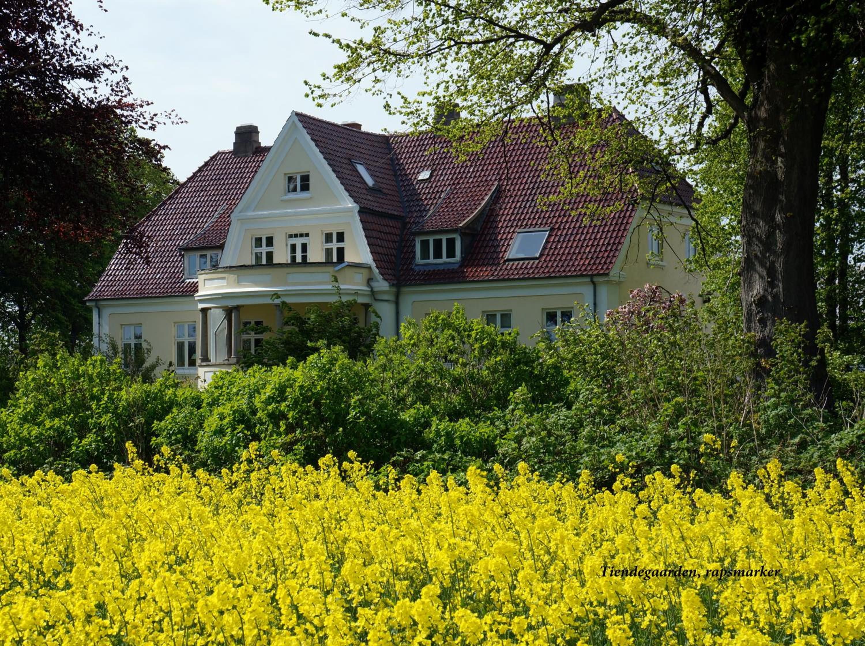 Tiendegaarden Møns Klint