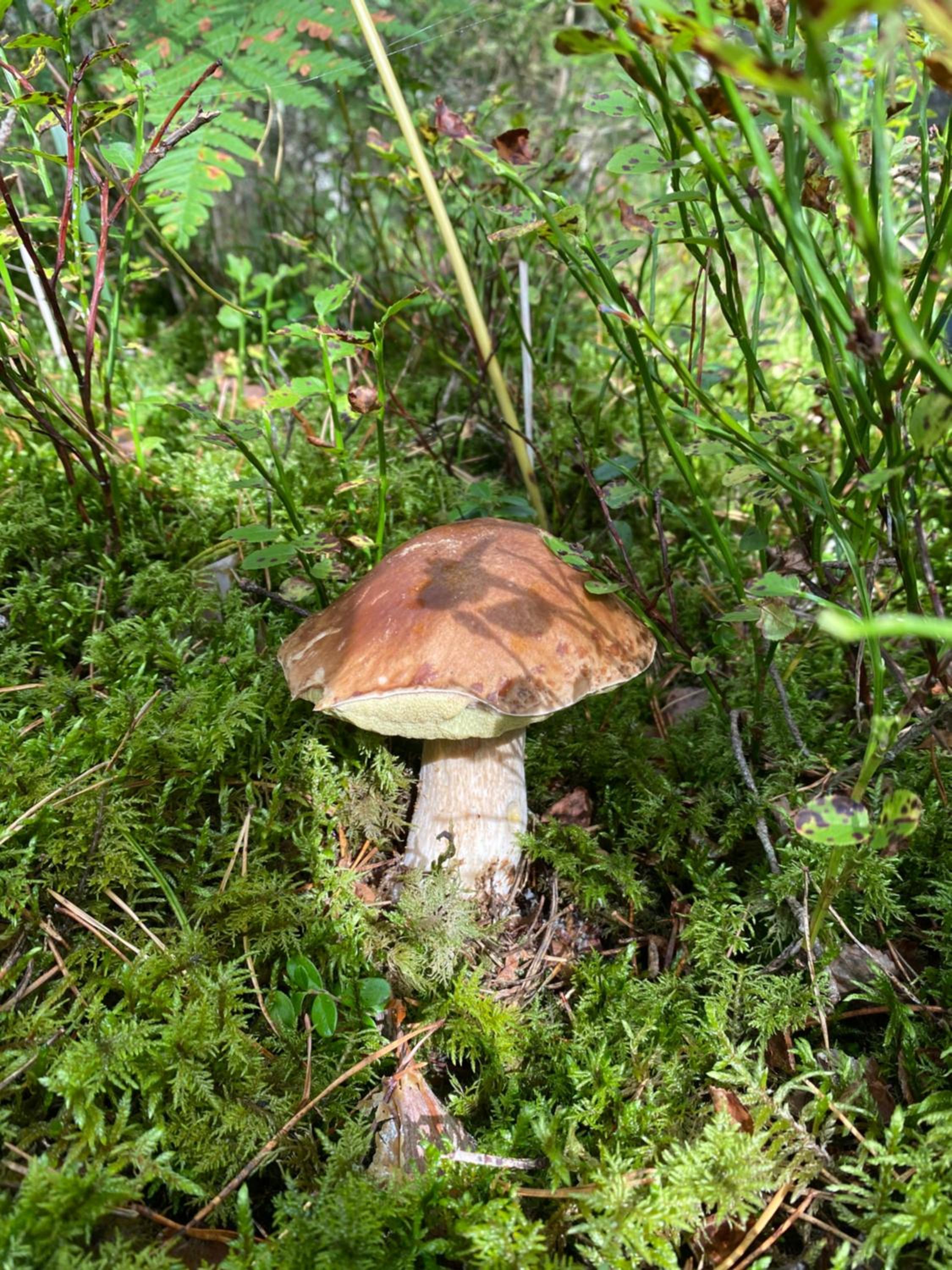 Photo 26
