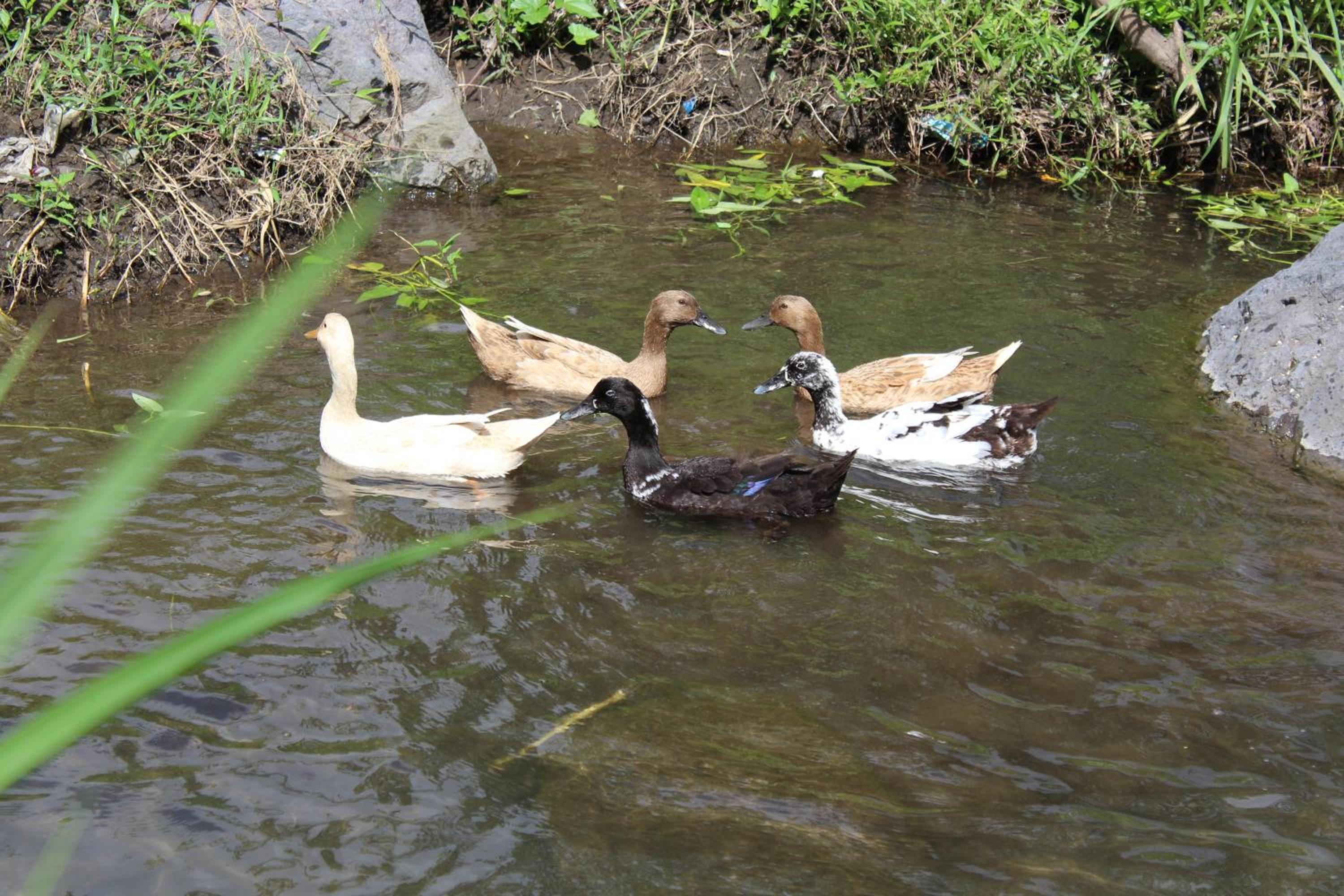 Photo 13