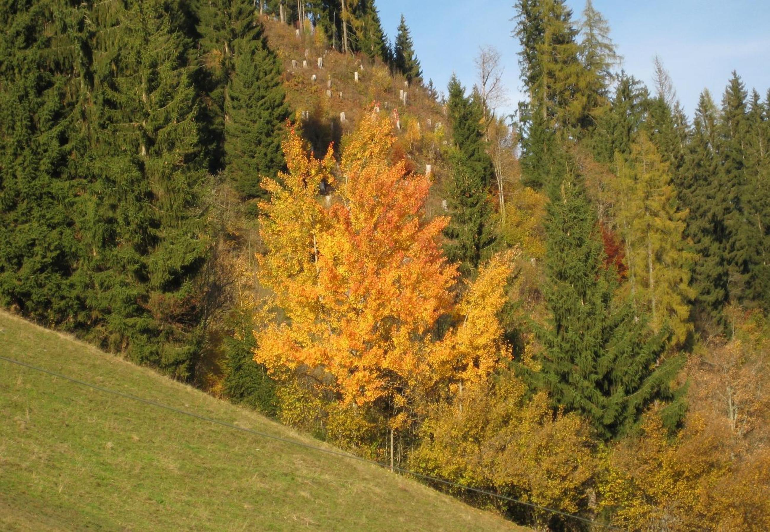Haus Dekorso