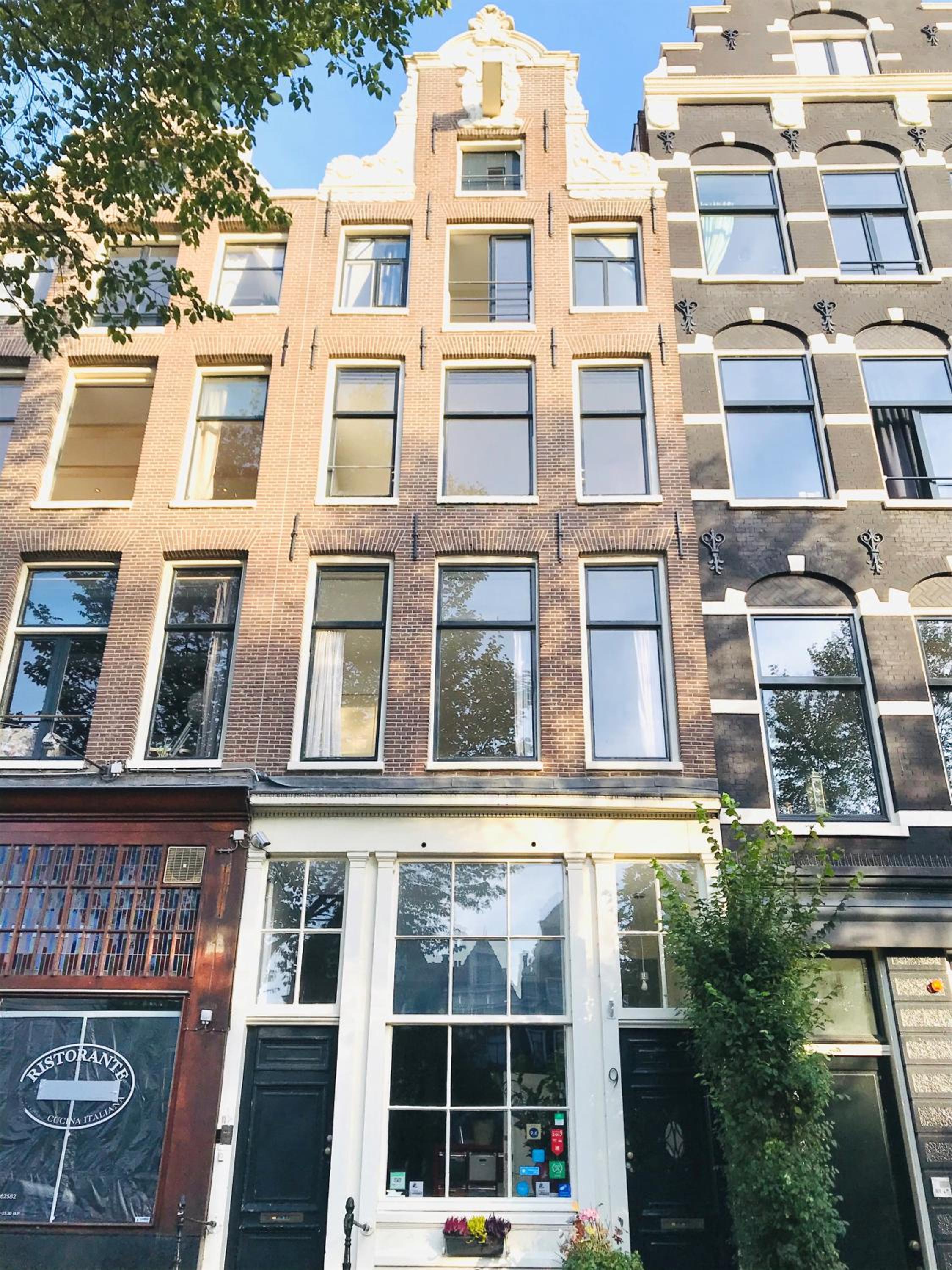 Tulip of Amsterdam