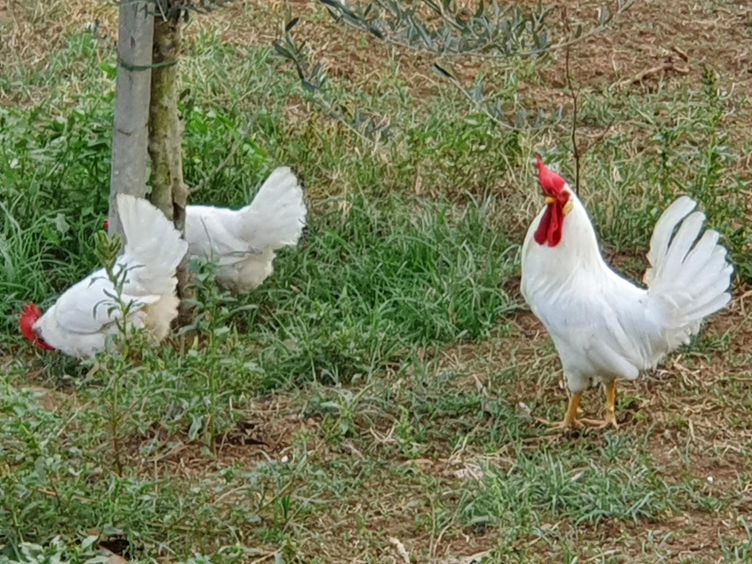 Azienda Agricola Sinisi