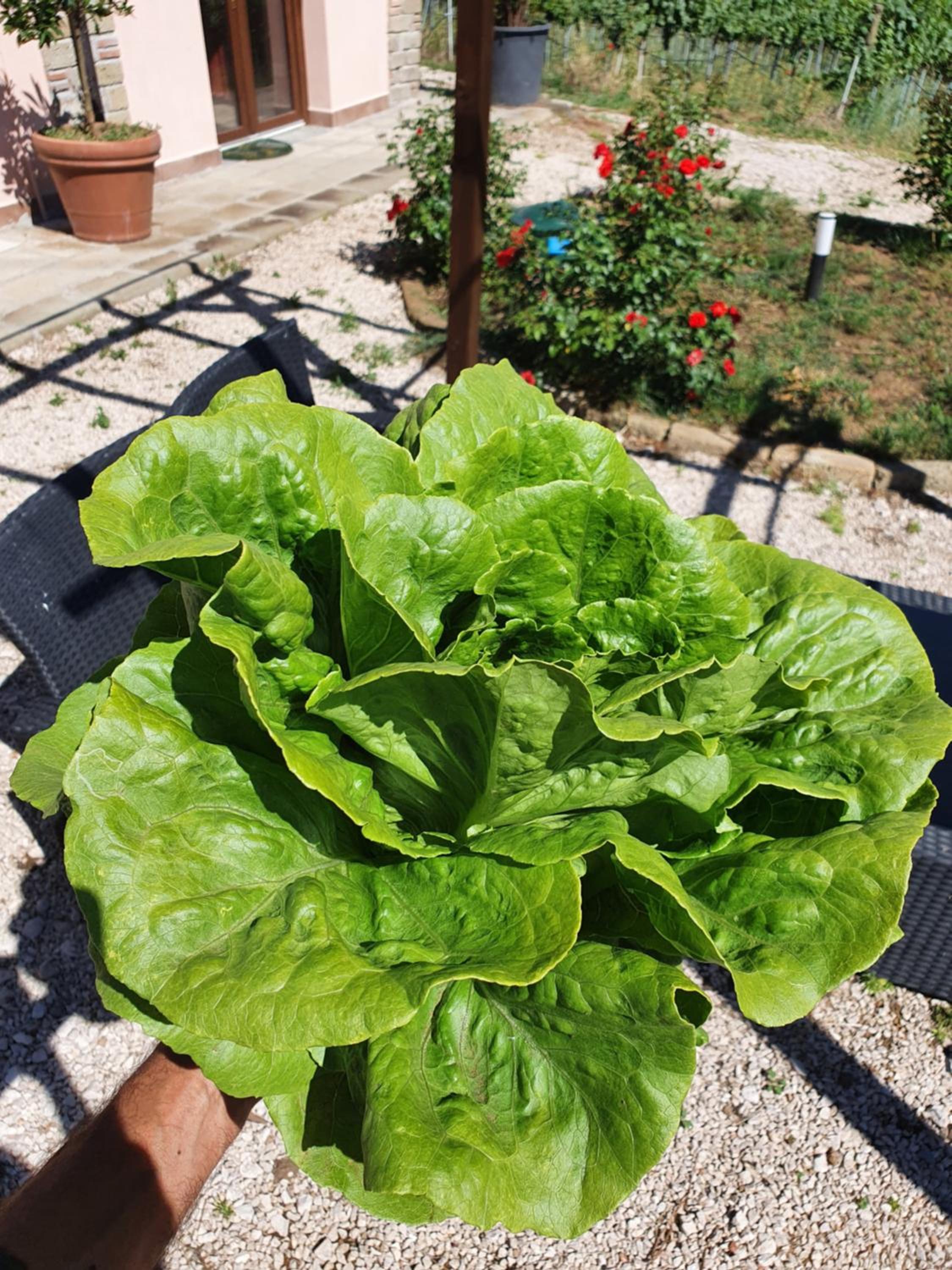 Azienda Agricola Sinisi