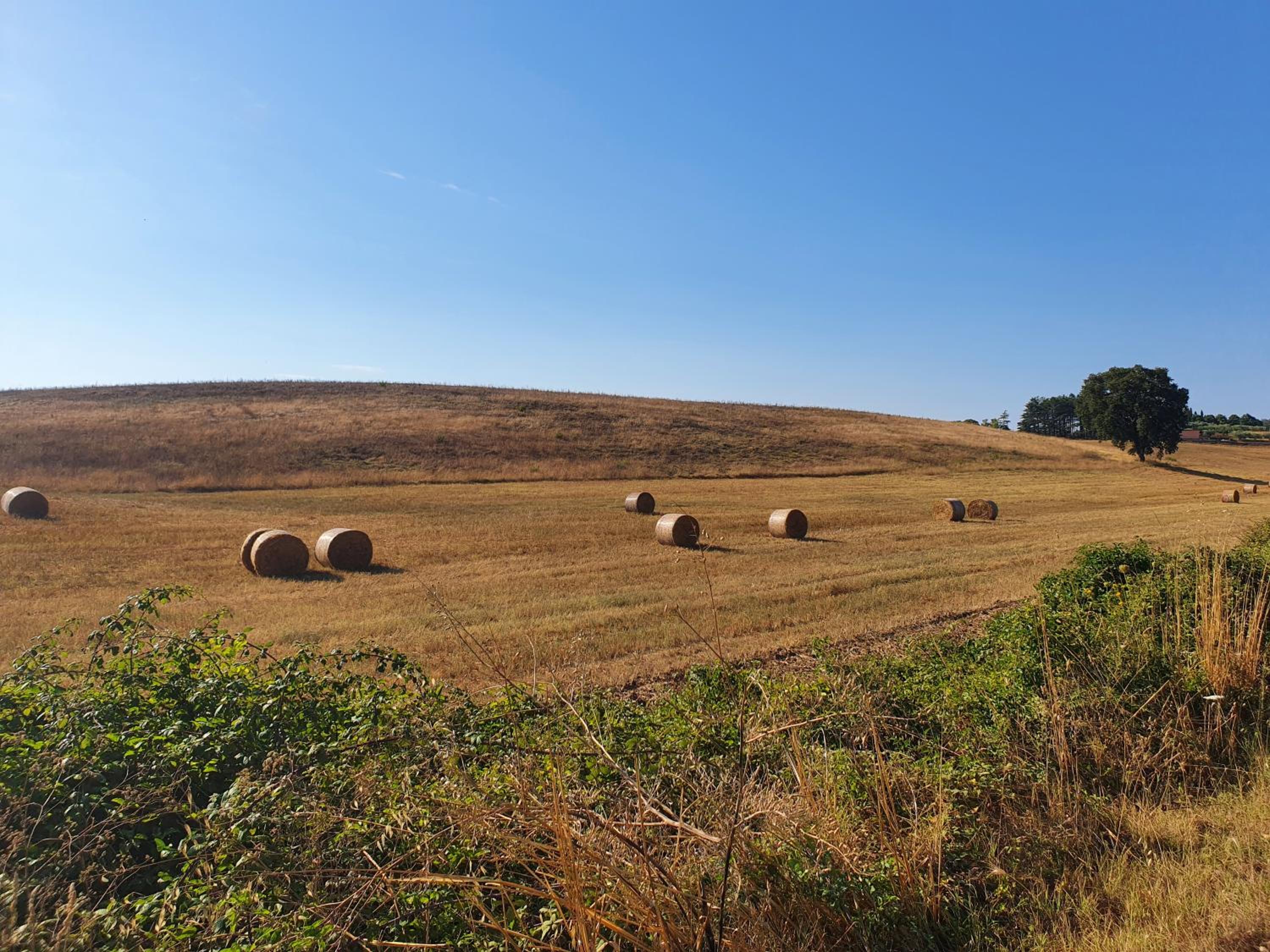 Azienda Agricola Sinisi
