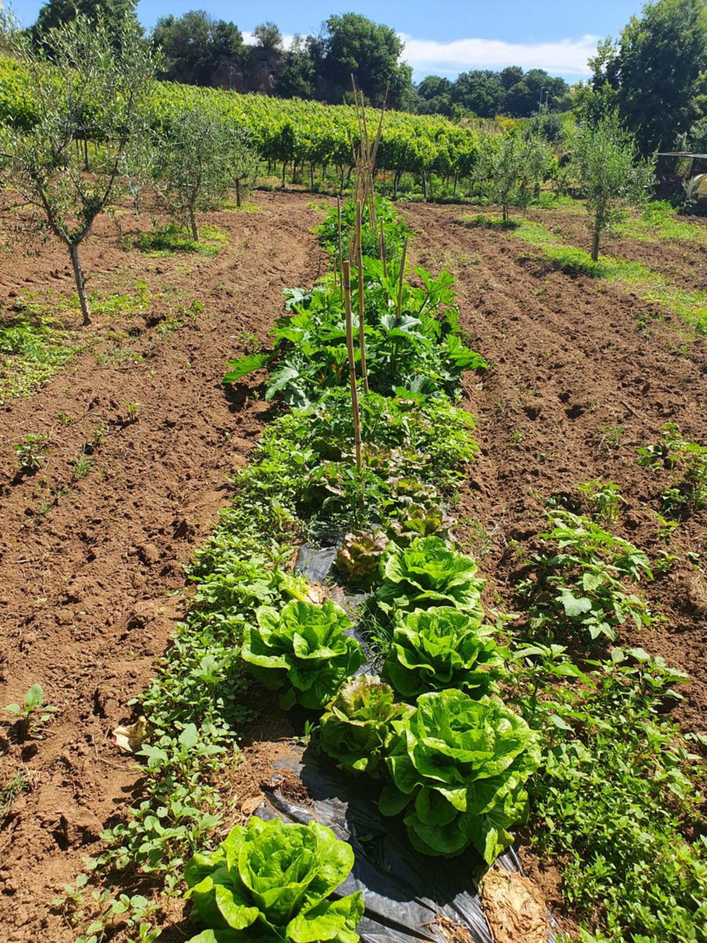 Azienda Agricola Sinisi