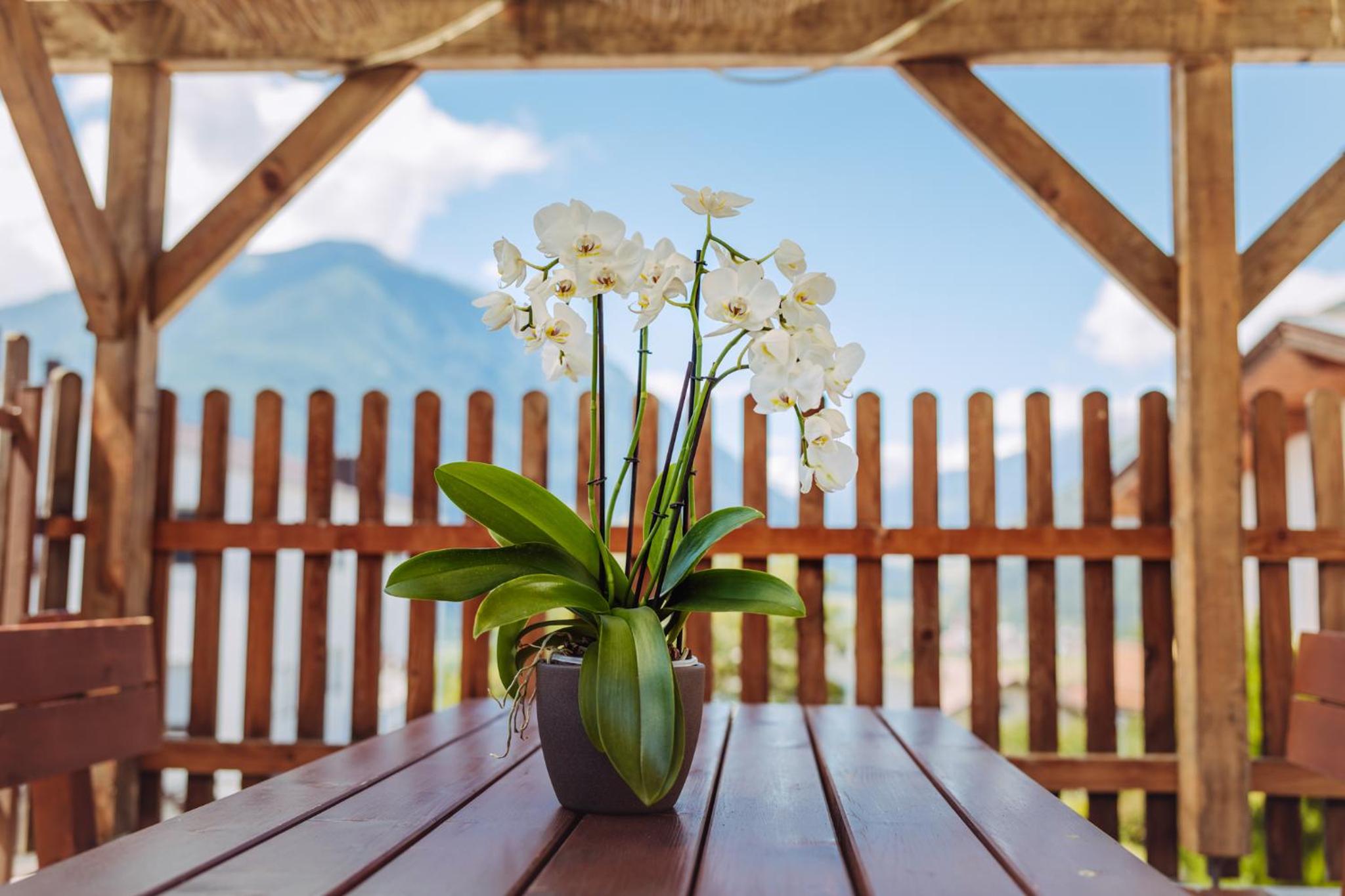 Ferienwohnungen Ortlerblick