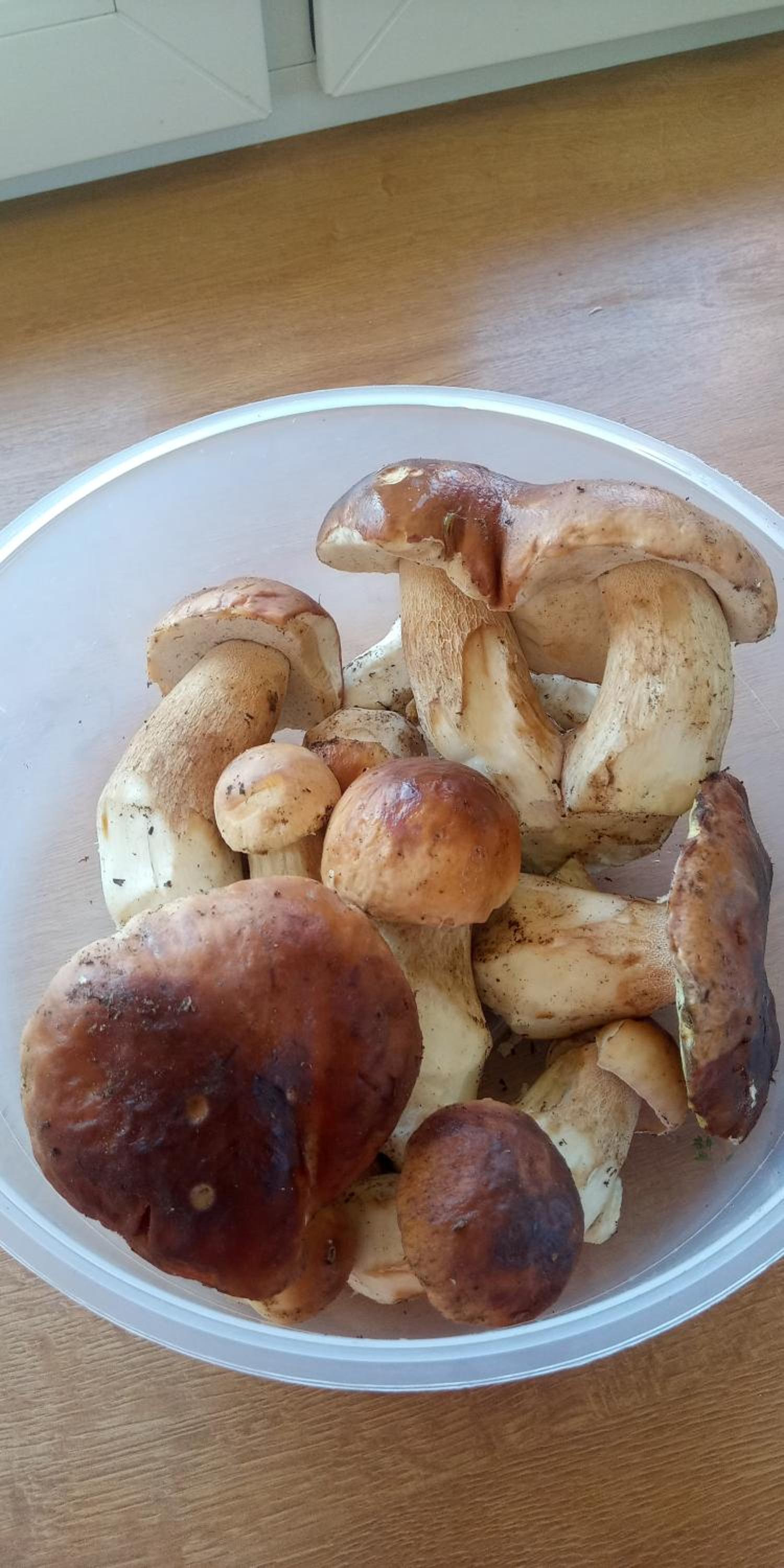 Domki Brzozówka w Bieszczadach