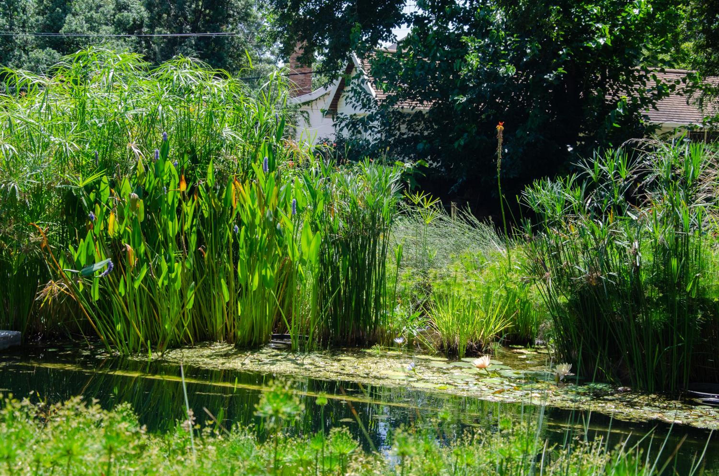 Shepherd's Corner Guest House - Tranquil Boutique Stay in Bryanston