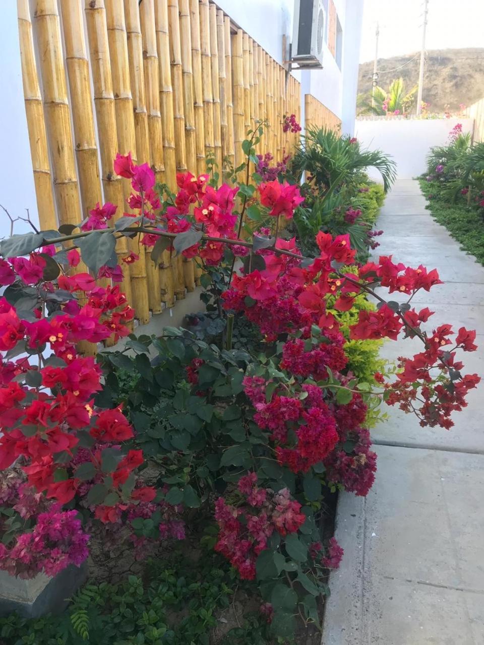 Las palmeras de bocapan