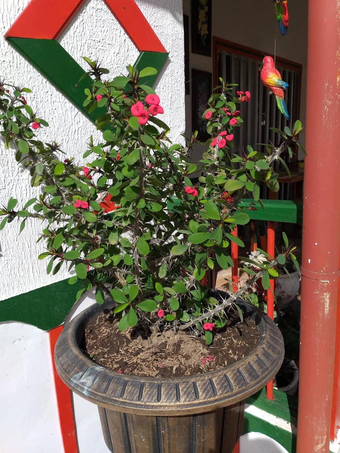 Alojamiento Campestre LA PASTORA