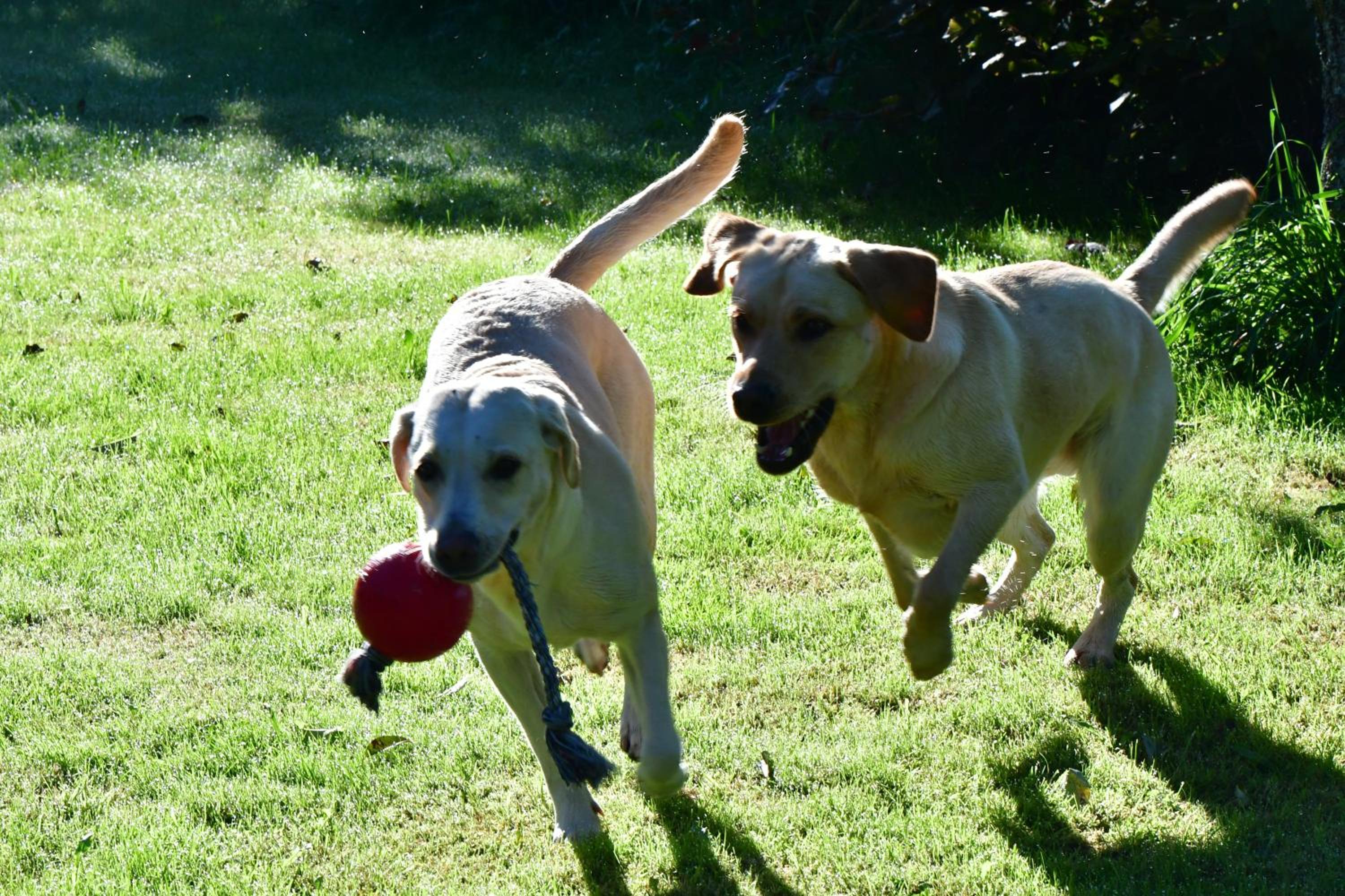 Naturforsthaus Eddas Zimmer für Hunde - und naturverbundene Menschen