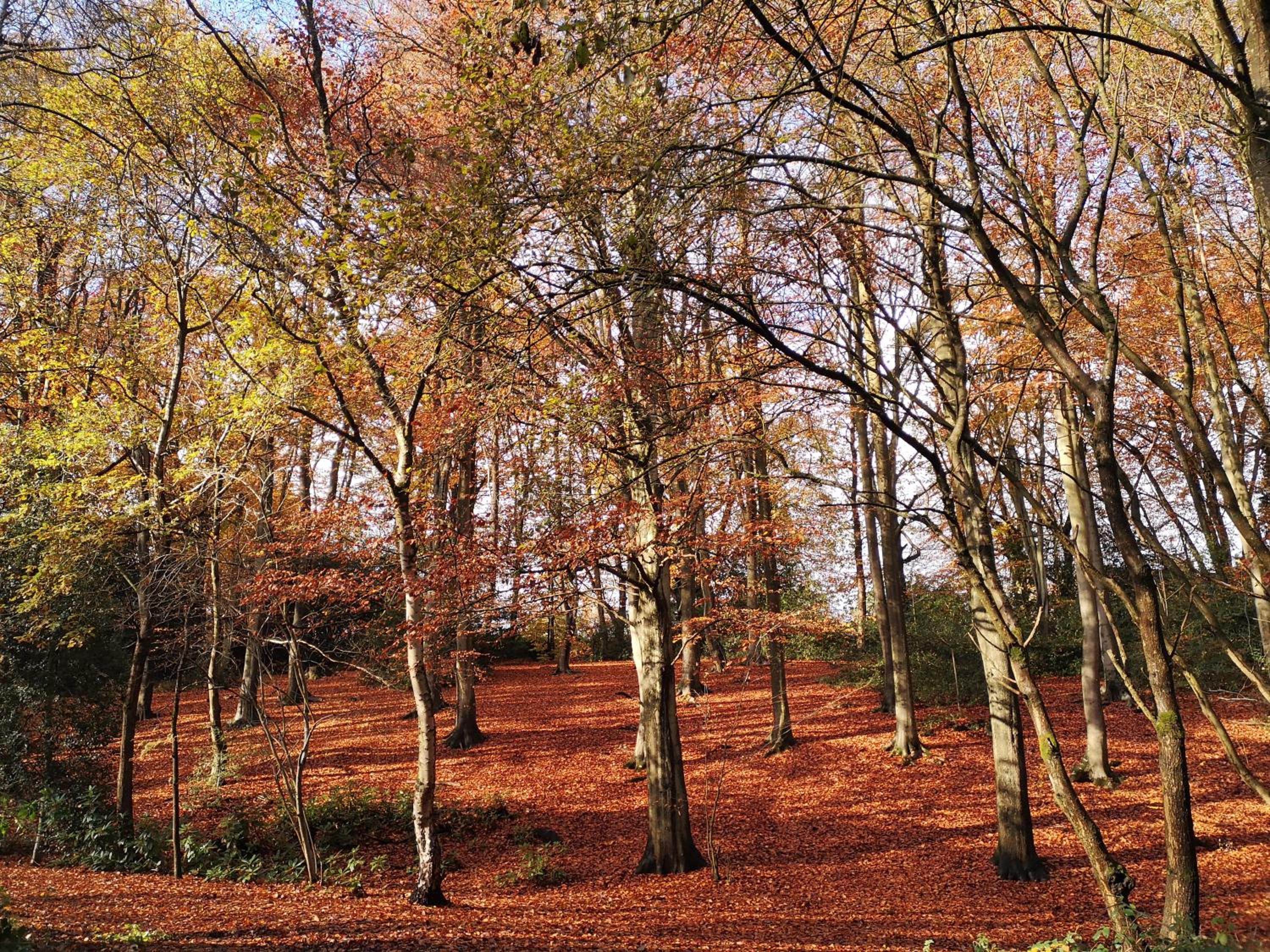 Abacus Bed and Breakfast, Blackwater, Hampshire