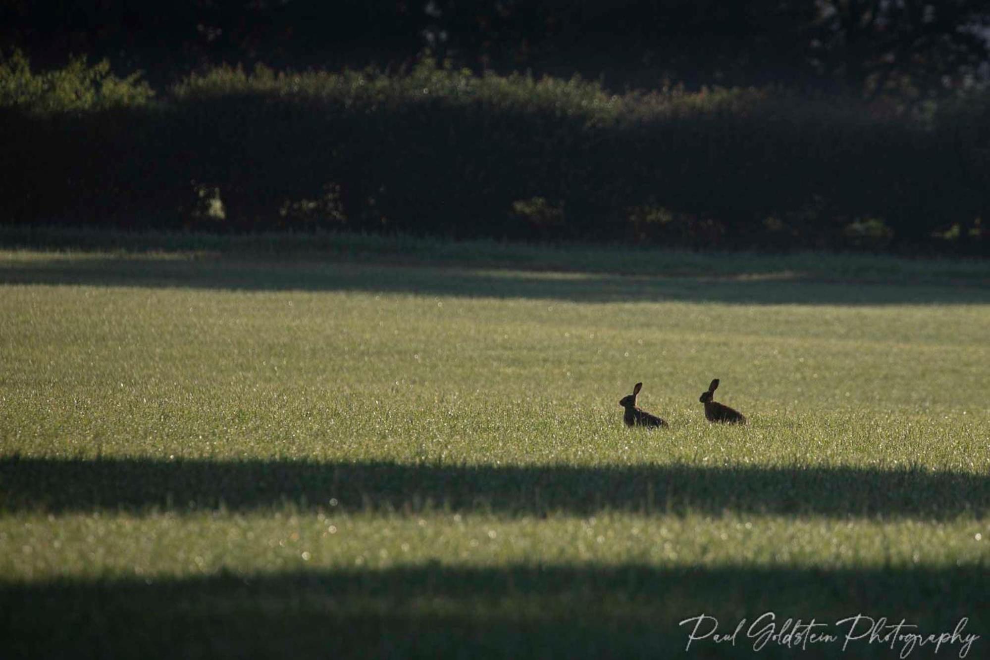 Carrick's at Castle Farm