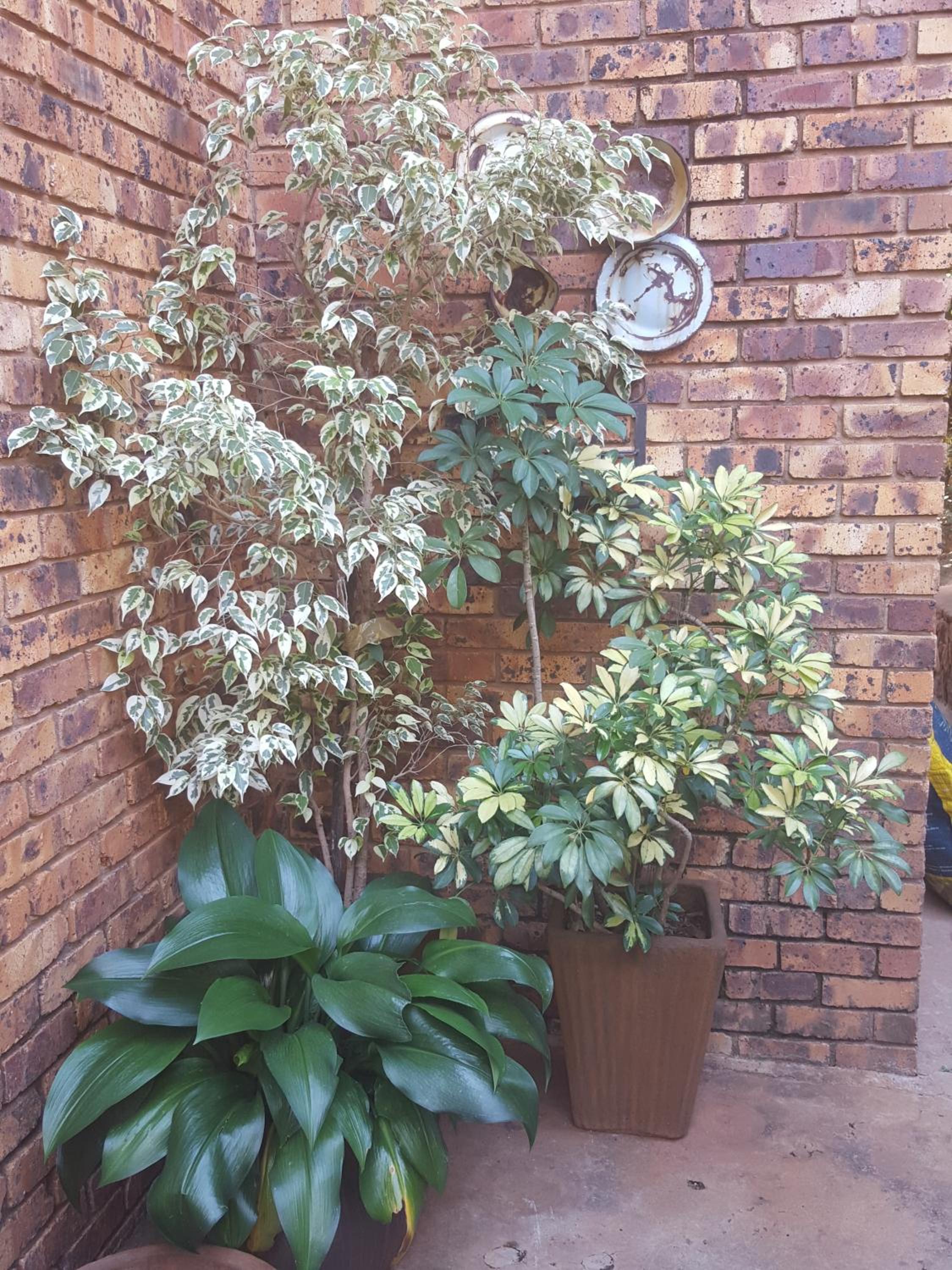 Photo 48