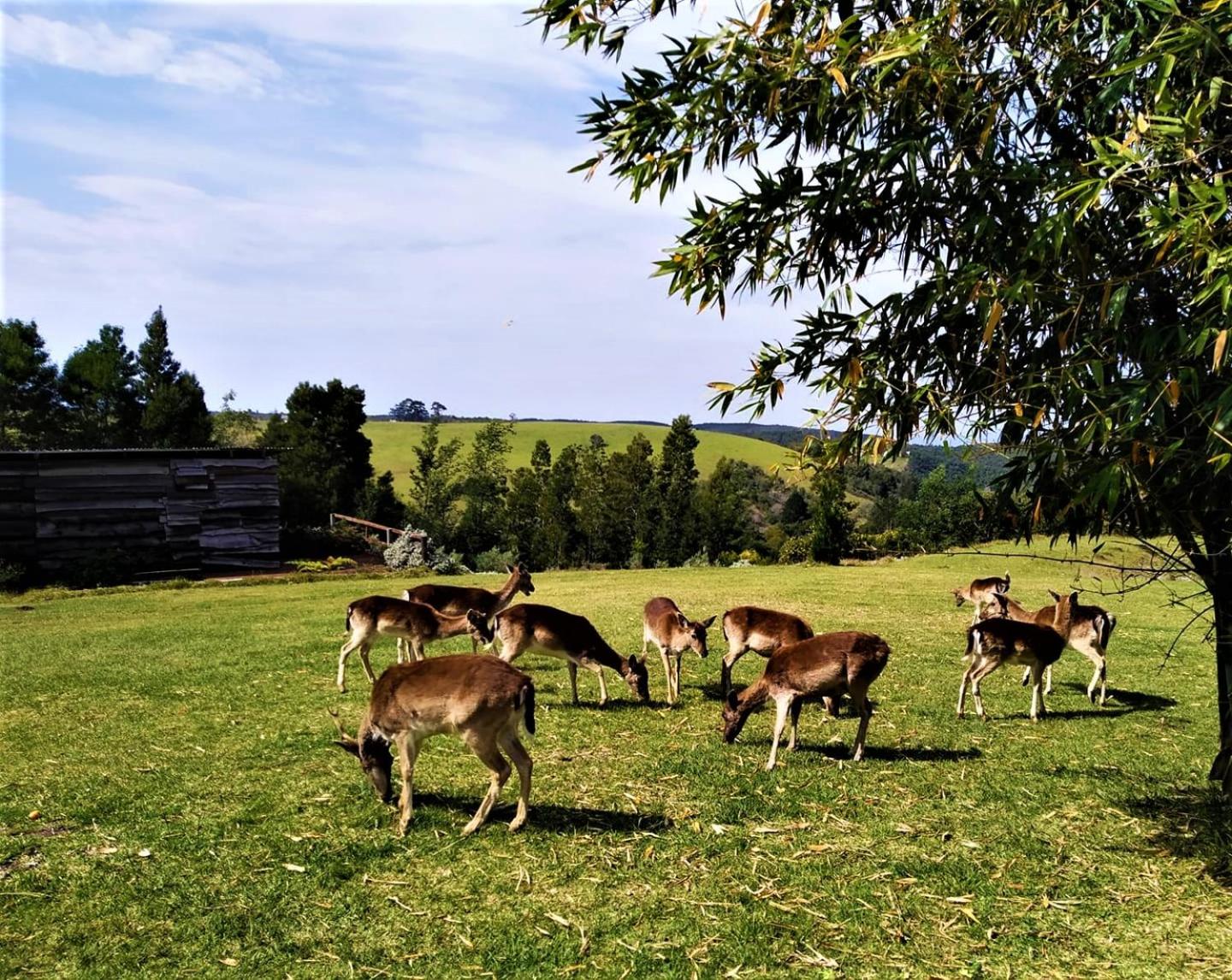 Green Hills Forest Lodge