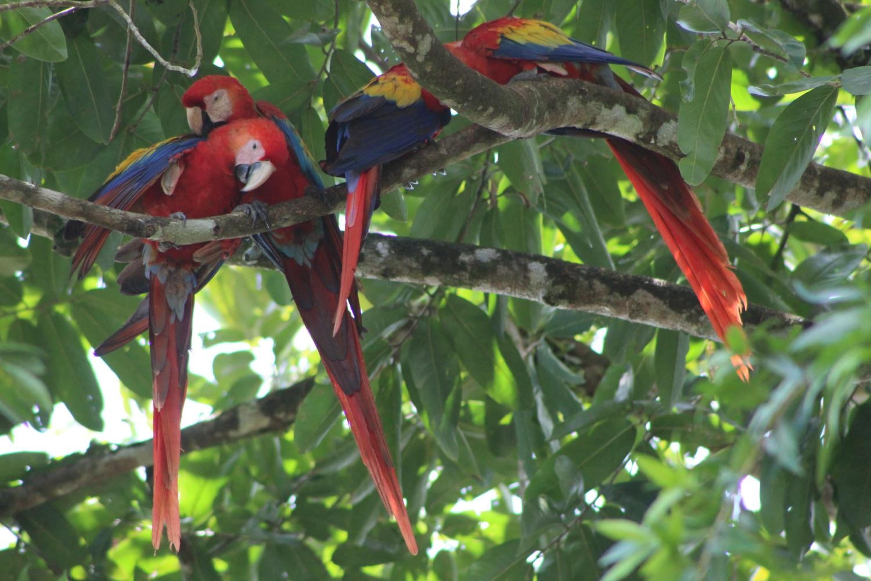 Iguanitas Lodge
