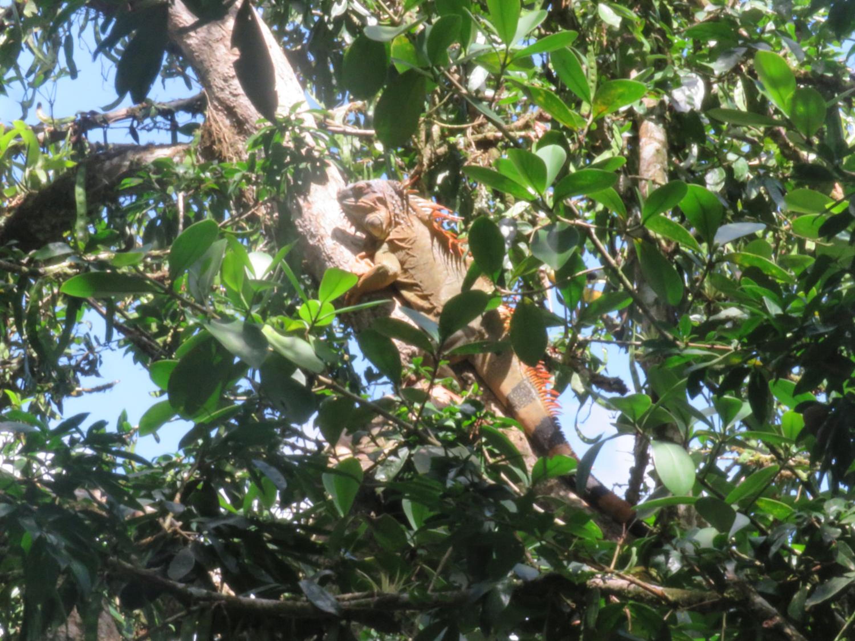 Iguanitas Lodge