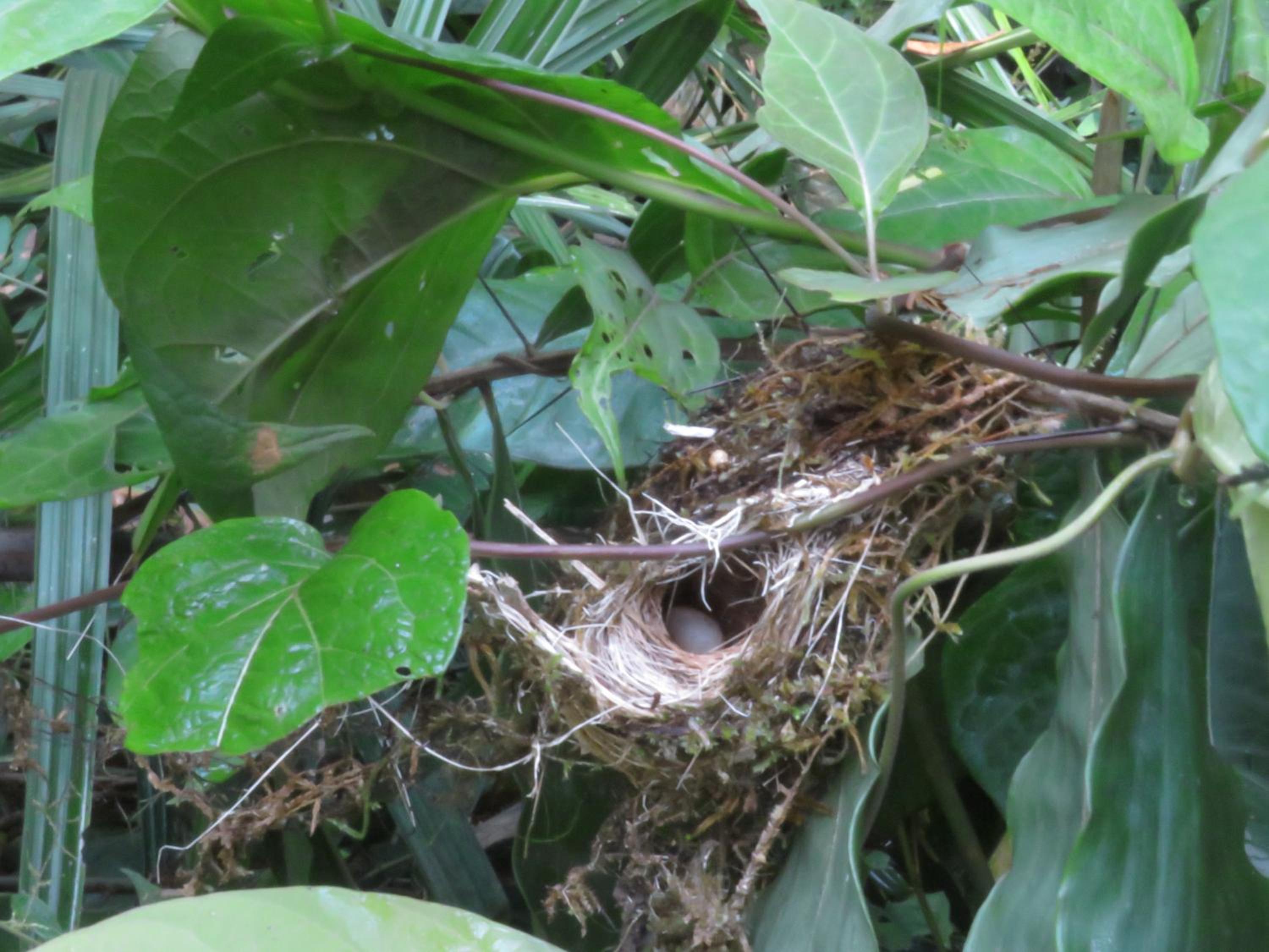 Iguanitas Lodge