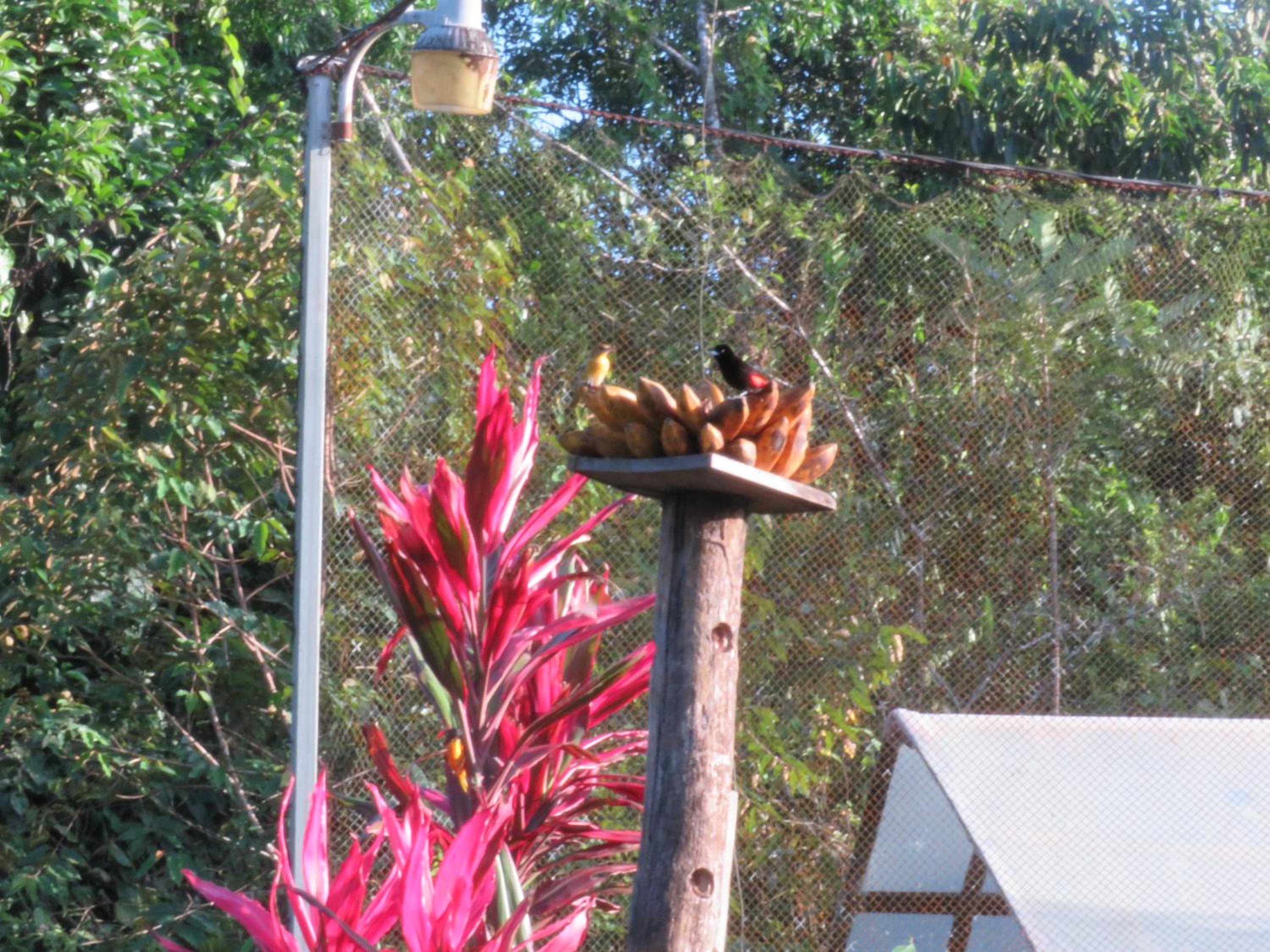 Iguanitas Lodge