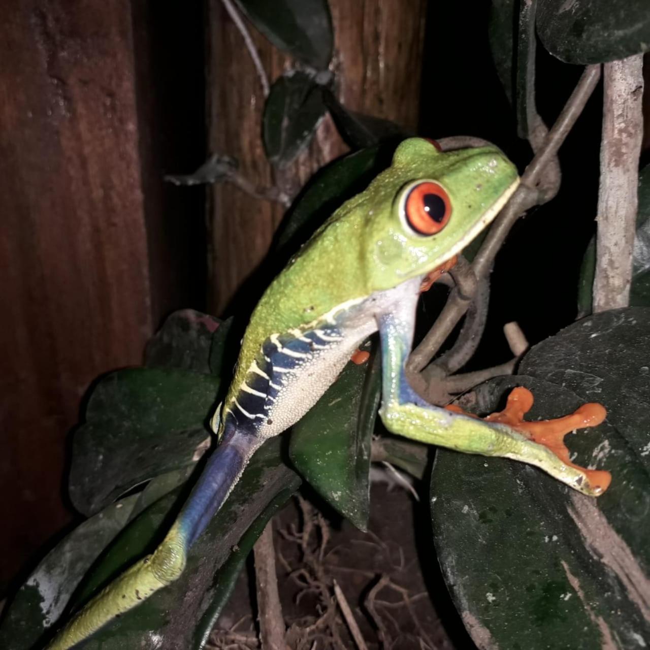 Iguanitas Lodge