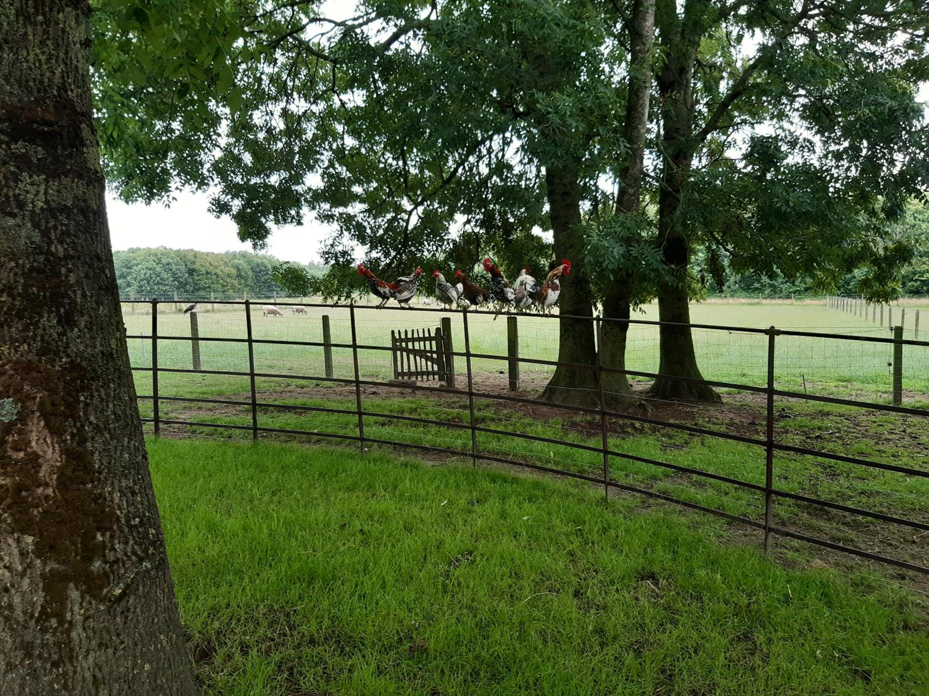 Het Meikenshof