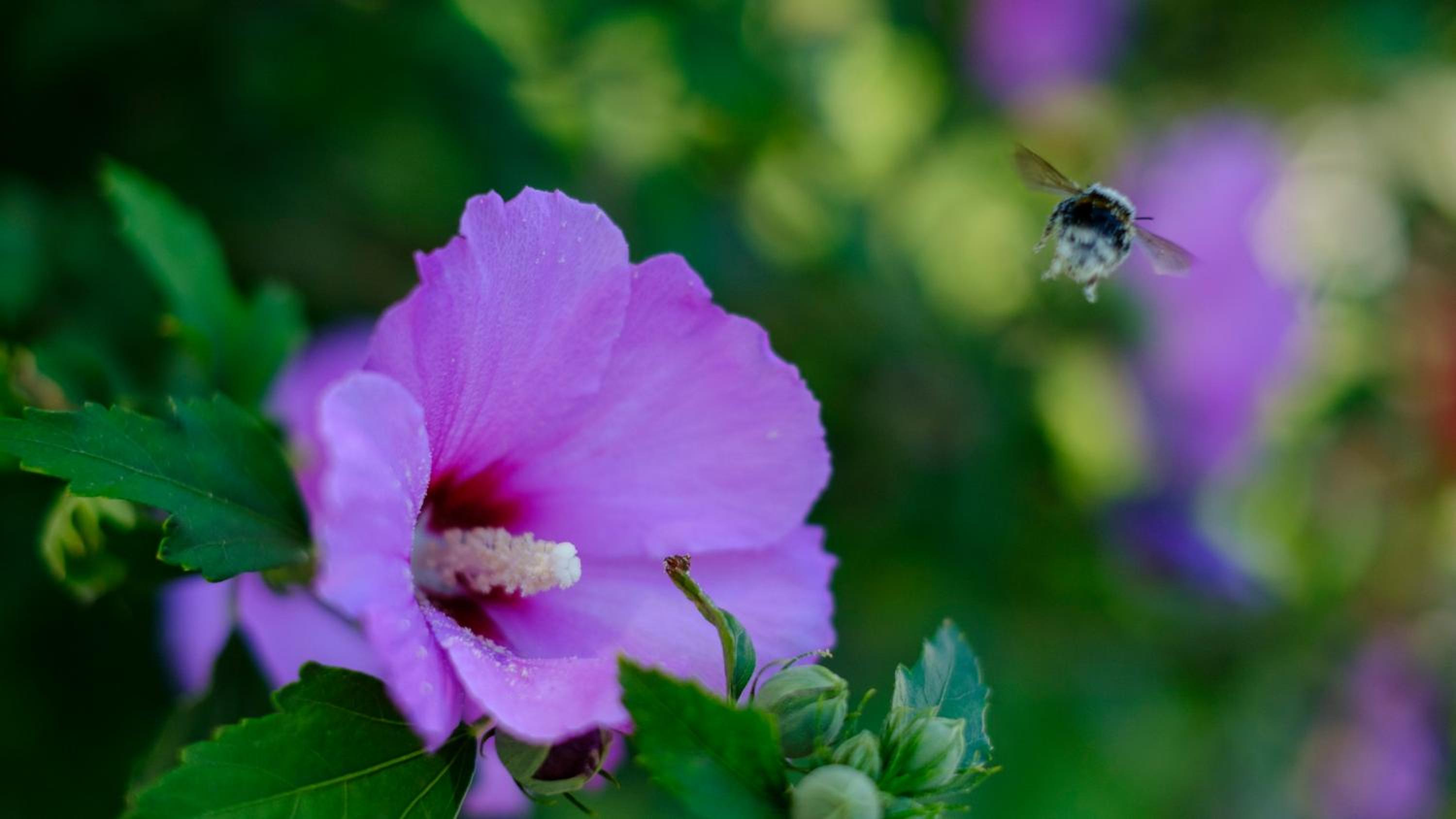 Hotel Flores - Property Image 45