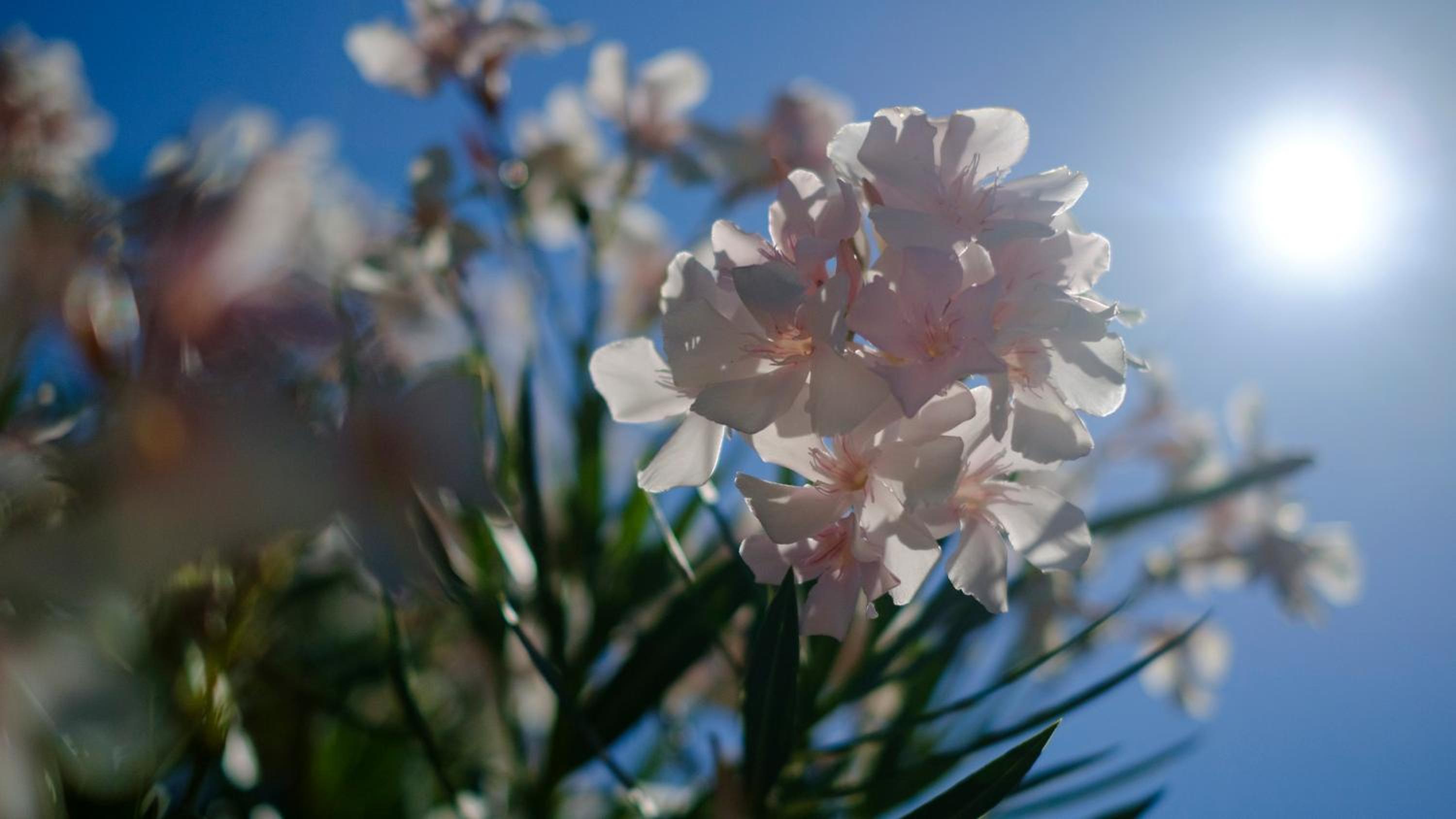 Hotel Flores - Property Image 41