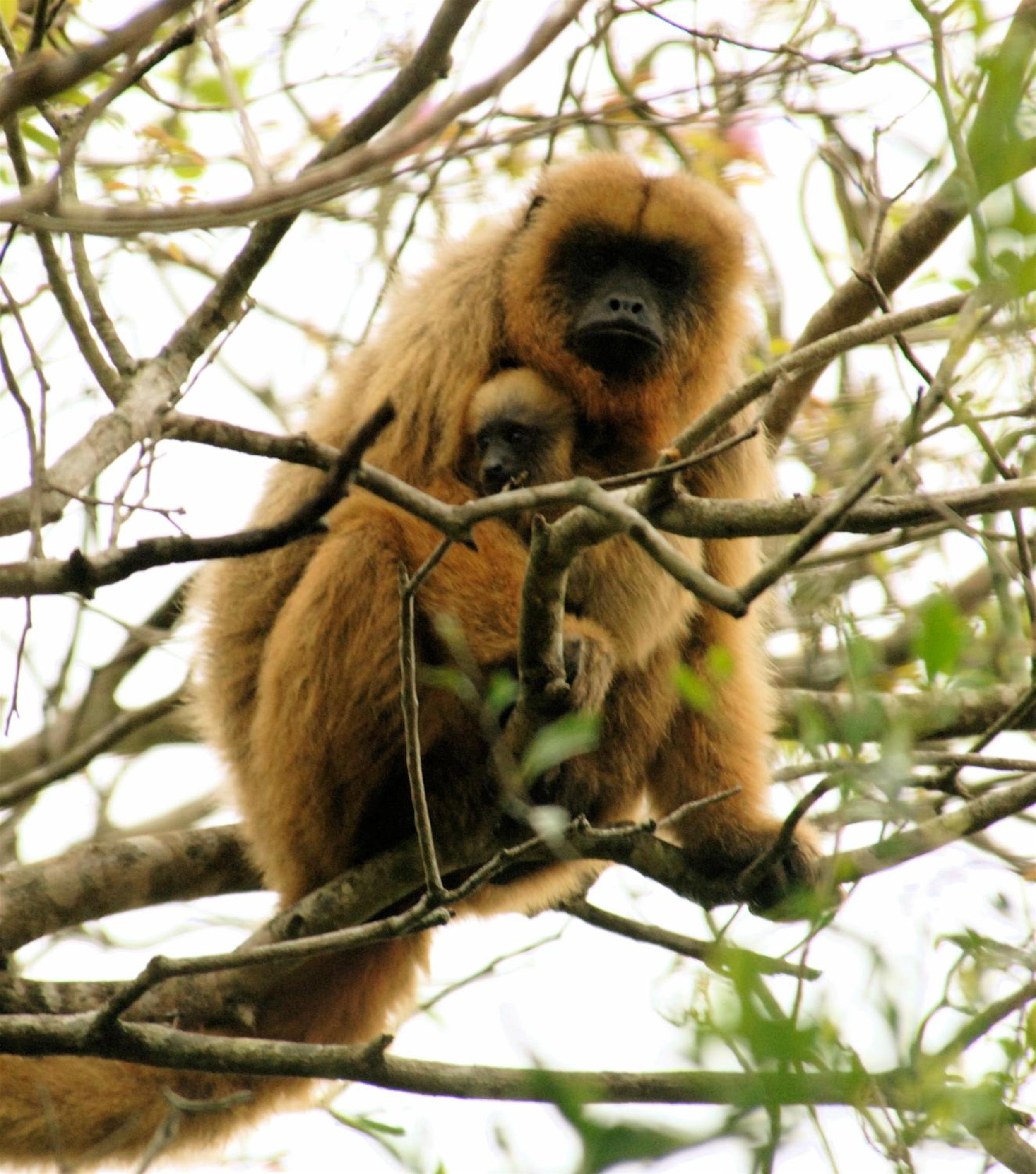 Rincón del Socorro