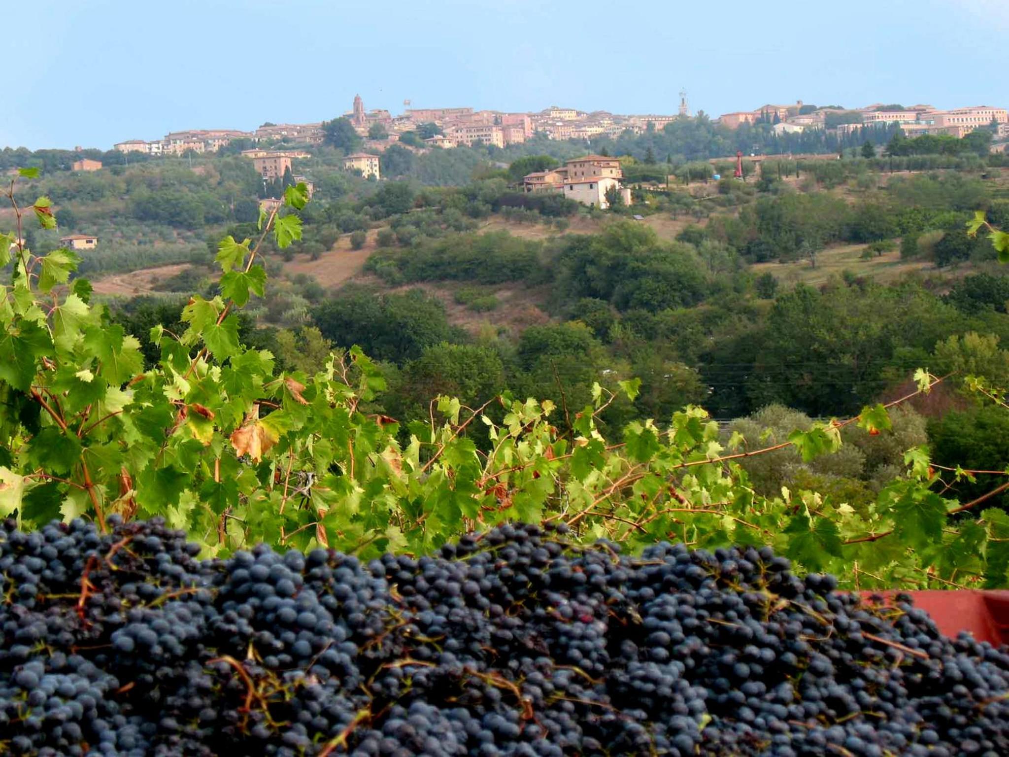 Agriturismo La Torretta - apt 4rooms with pool view 5